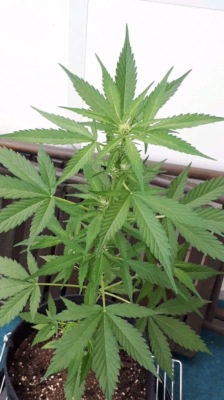 Wedding Cake Automatic growlog photo 35