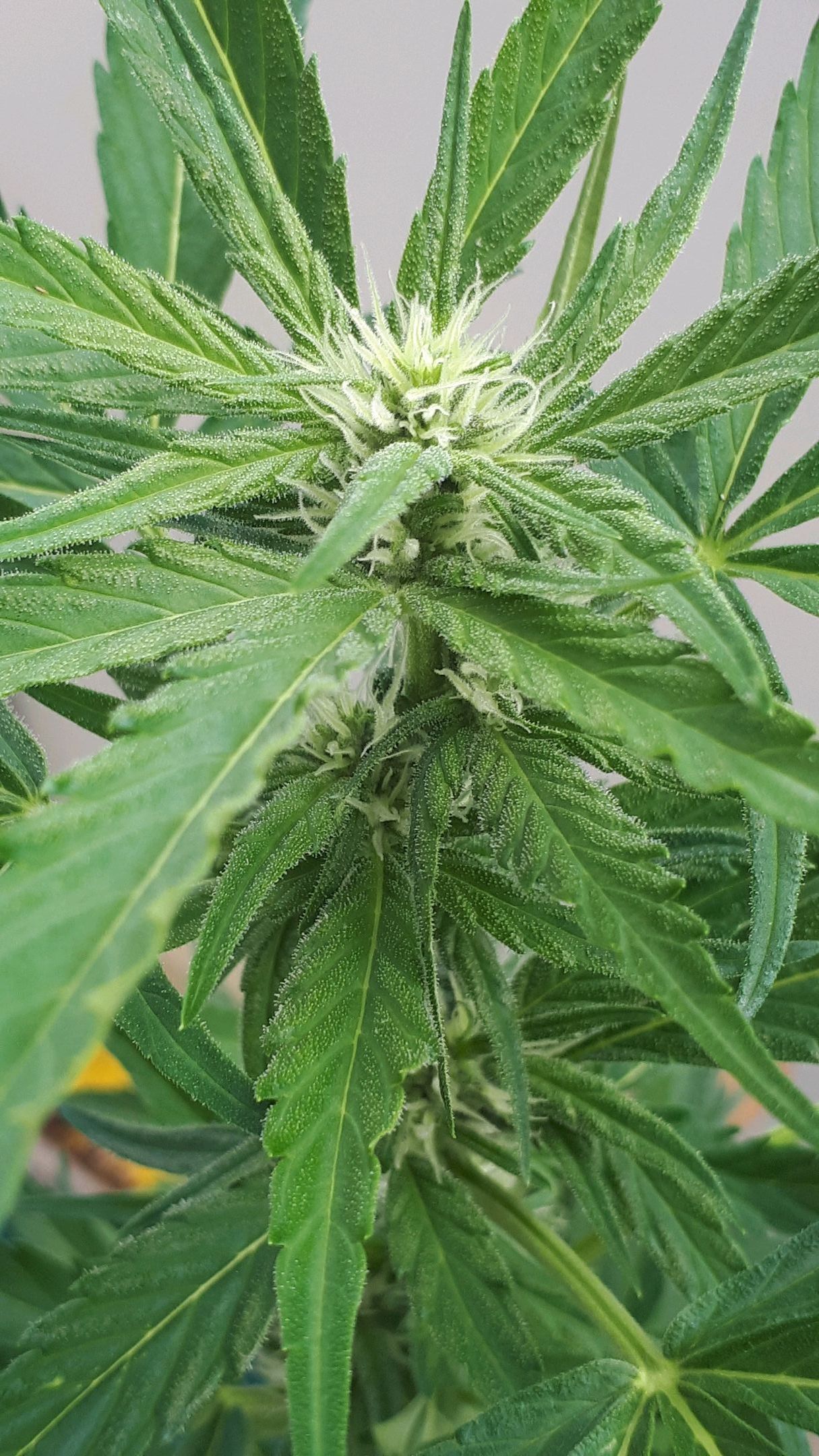 Wedding Cake Automatic growlog photo 37