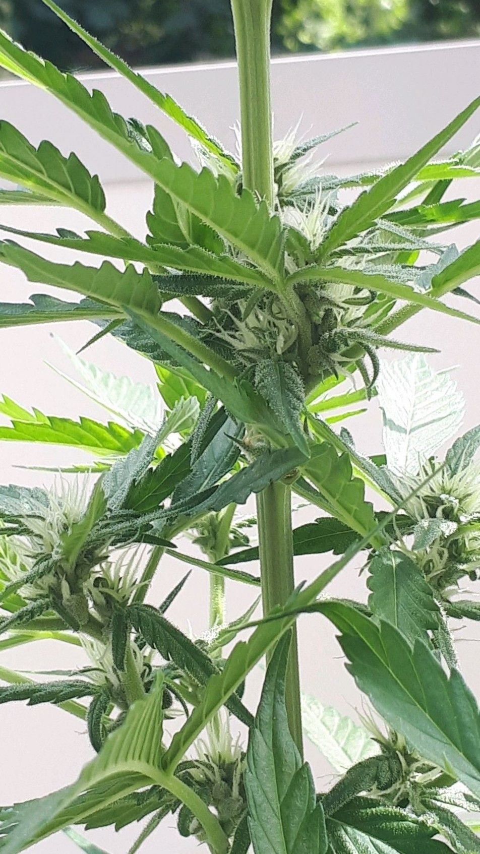 Wedding Cake Automatic growlog photo 38