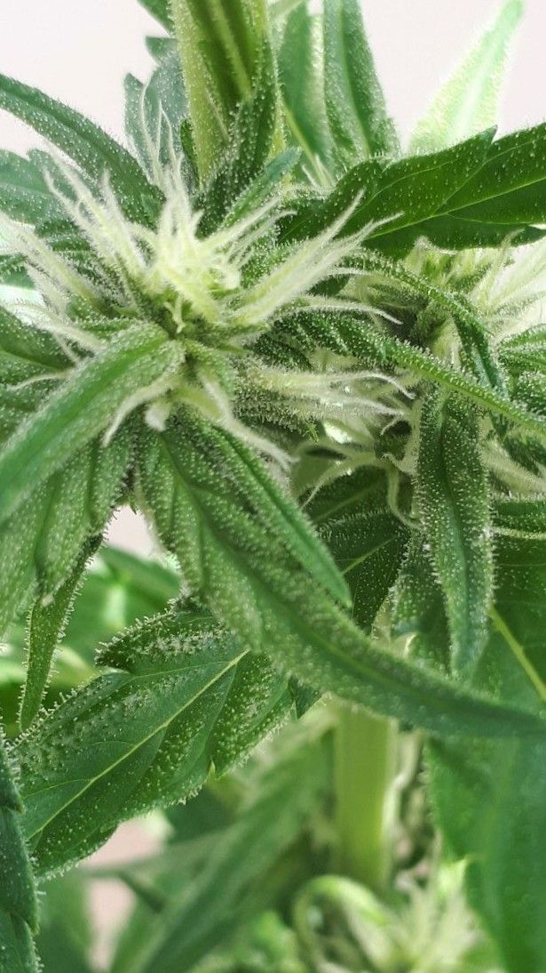 Wedding Cake Automatic growlog photo 39