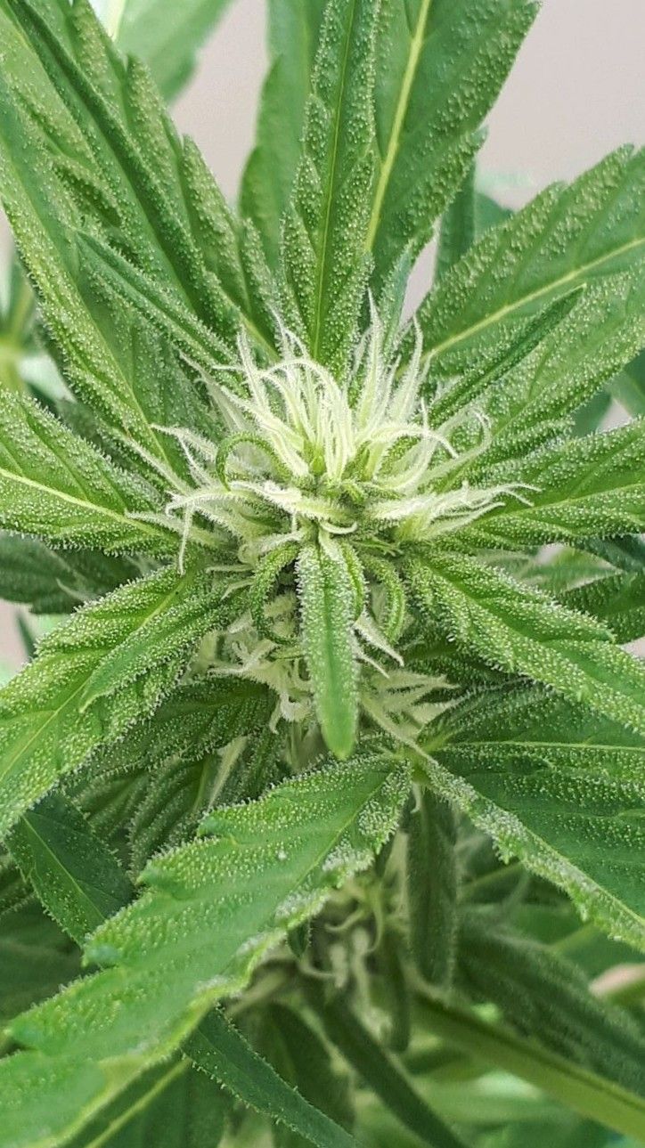 Wedding Cake Automatic growlog photo 40