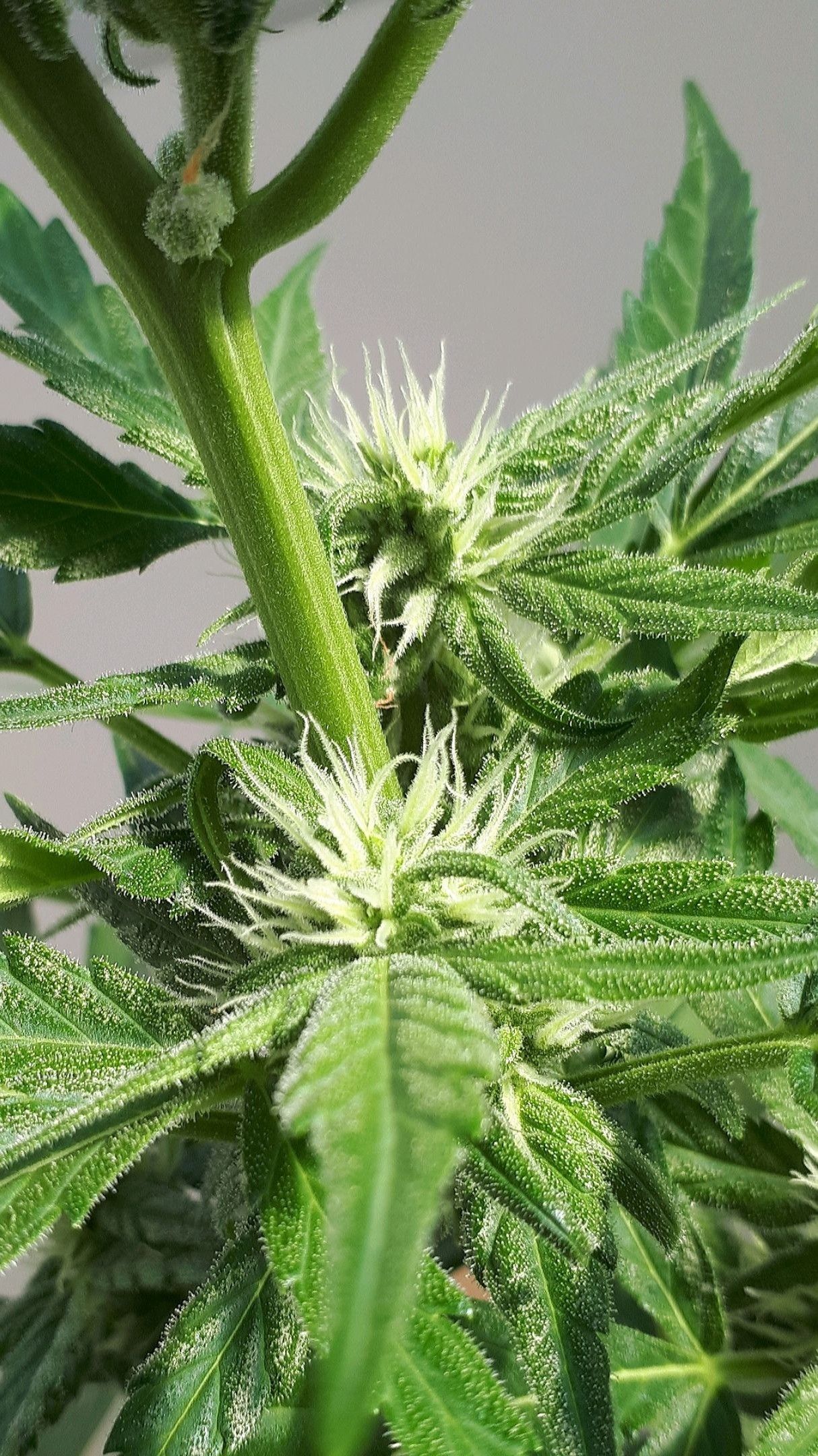 Wedding Cake Automatic growlog photo 41