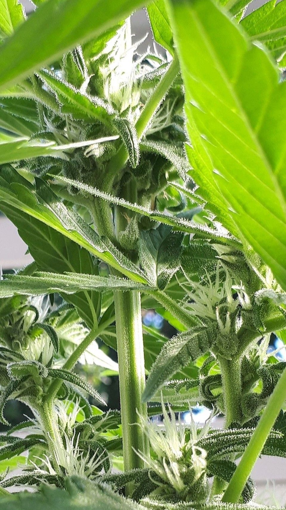 Wedding Cake Automatic growlog photo 42