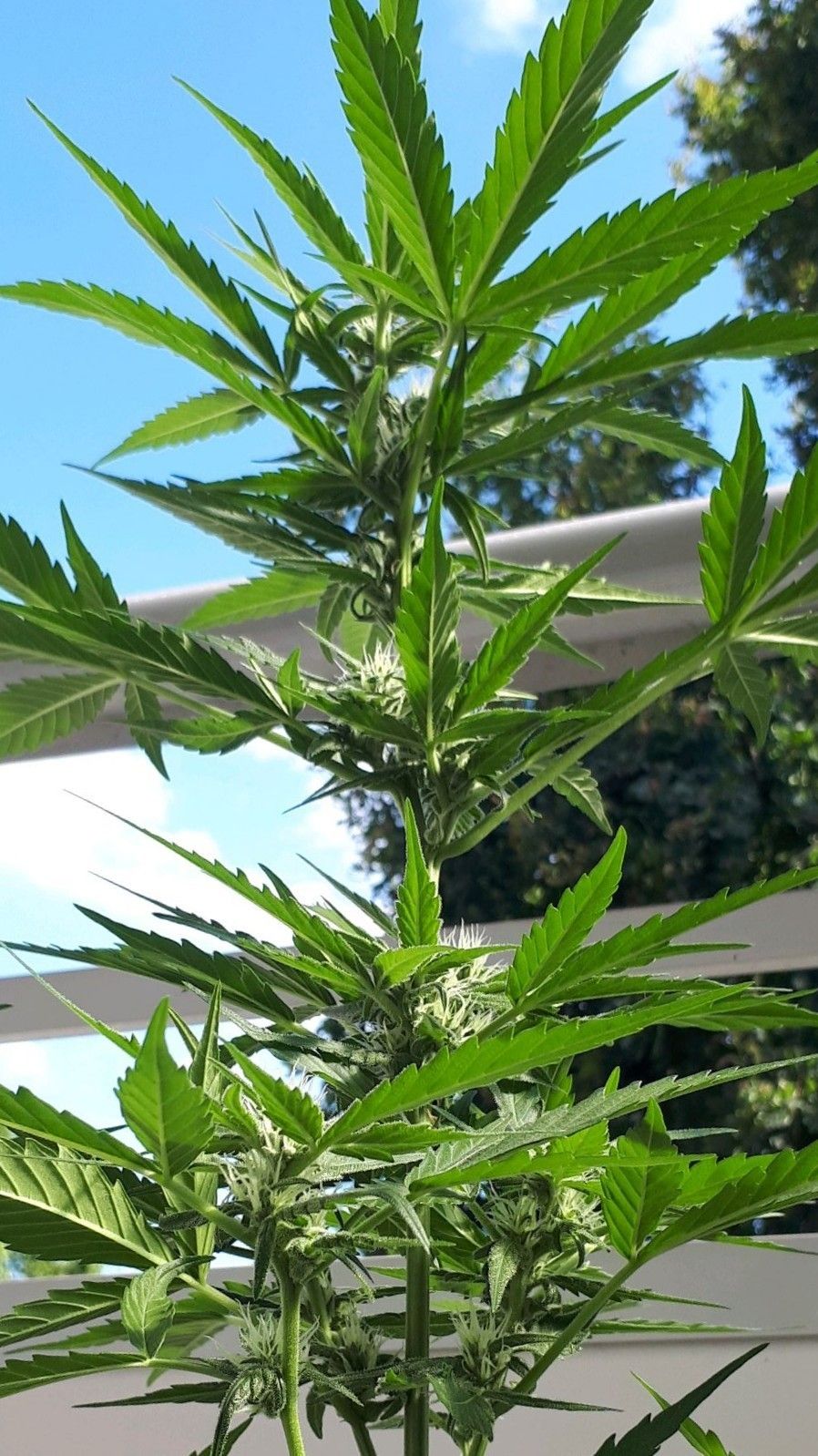 Wedding Cake Automatic growlog photo 43