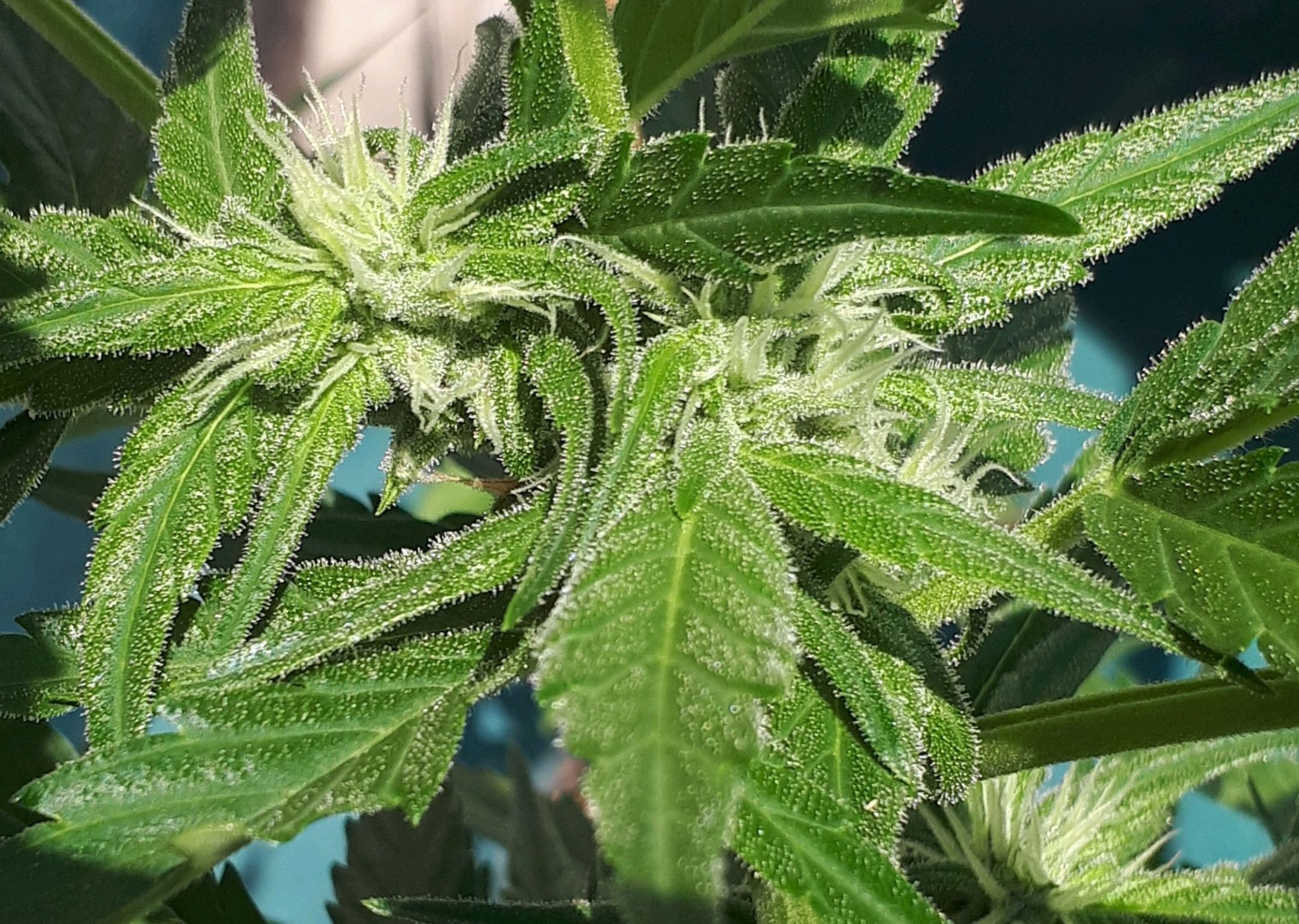 Wedding Cake Automatic growlog photo 44