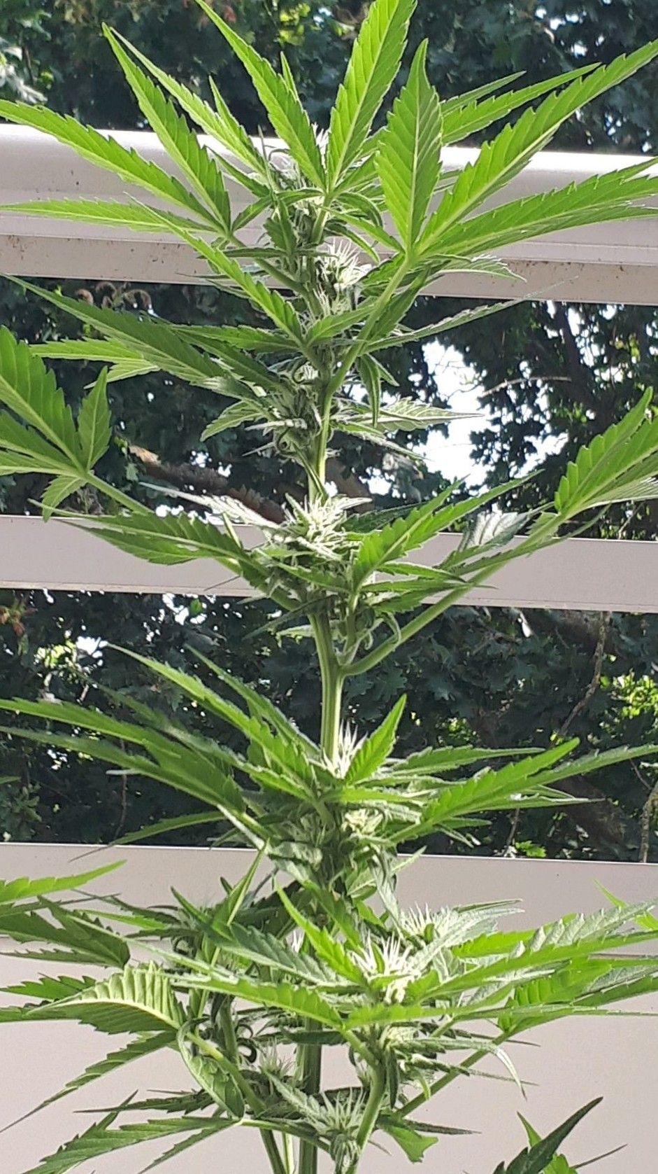 Wedding Cake Automatic growlog photo 45