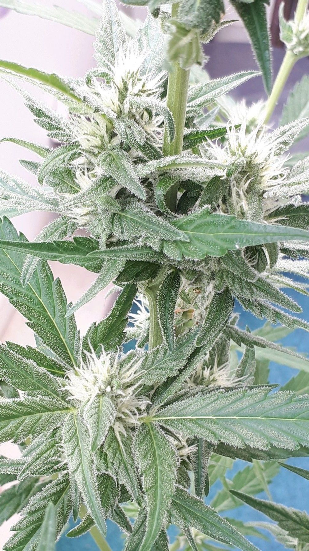 Wedding Cake Automatic growlog photo 46