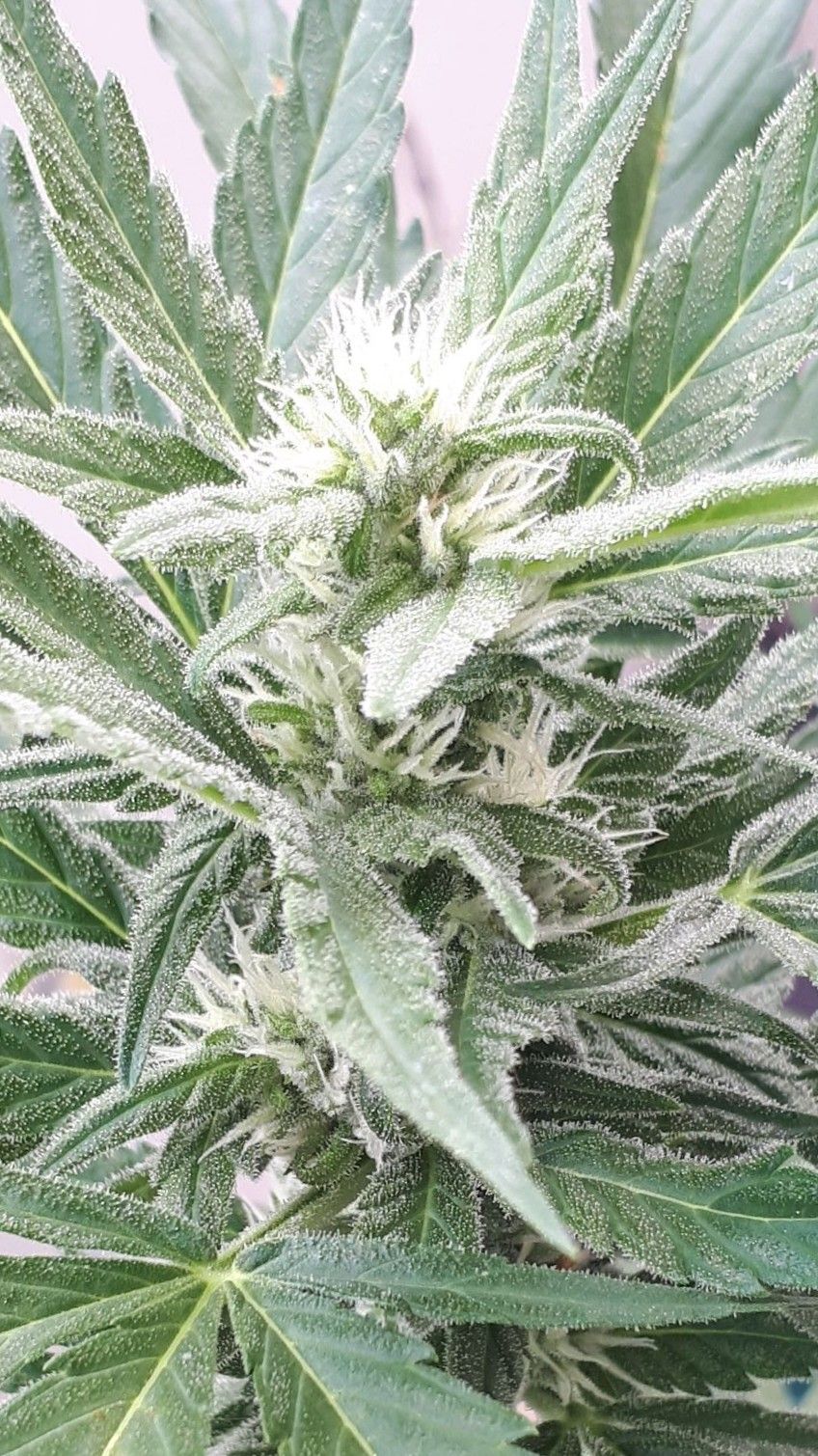 Wedding Cake Automatic growlog photo 47