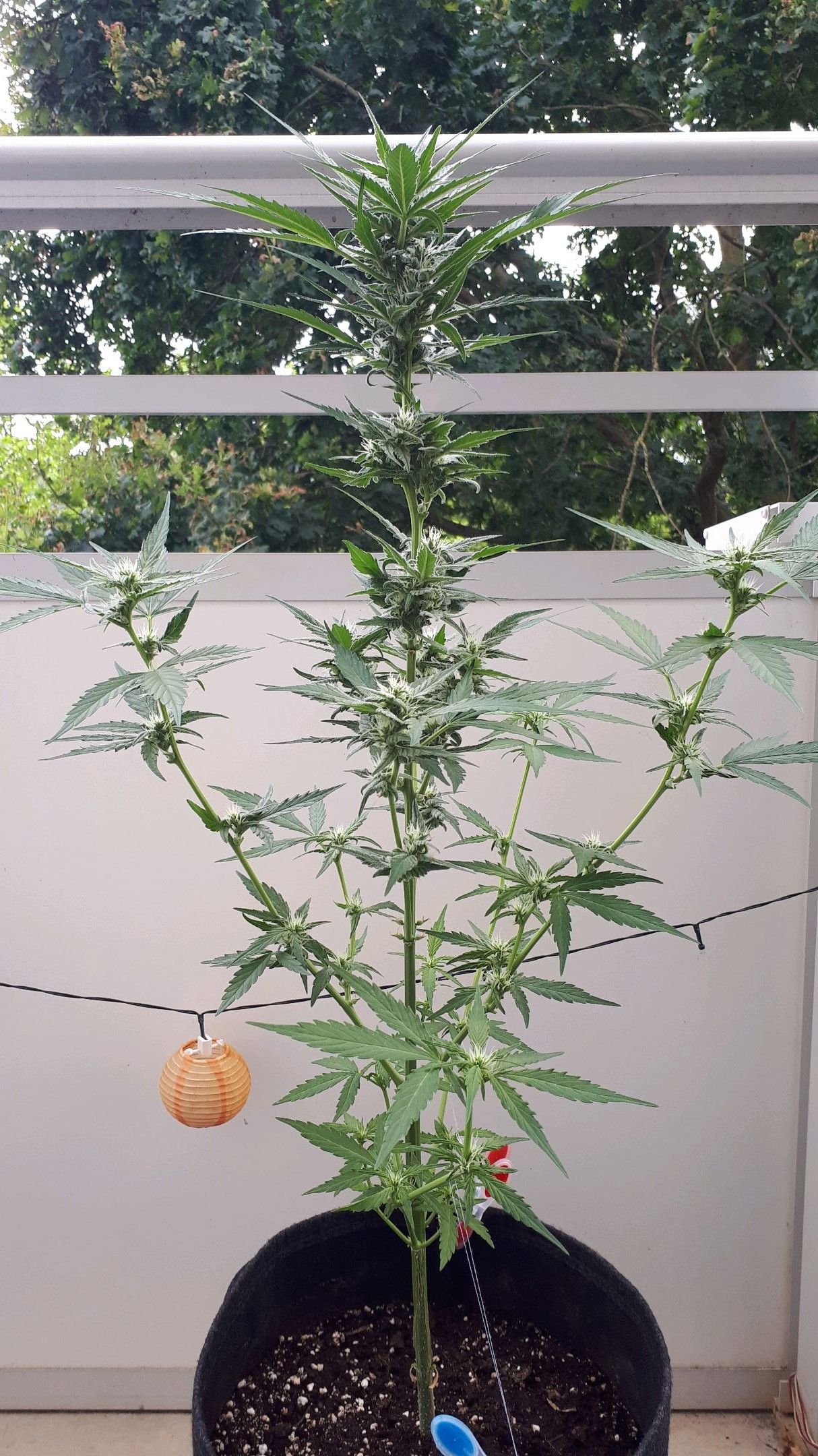 Wedding Cake Automatic growlog photo 49