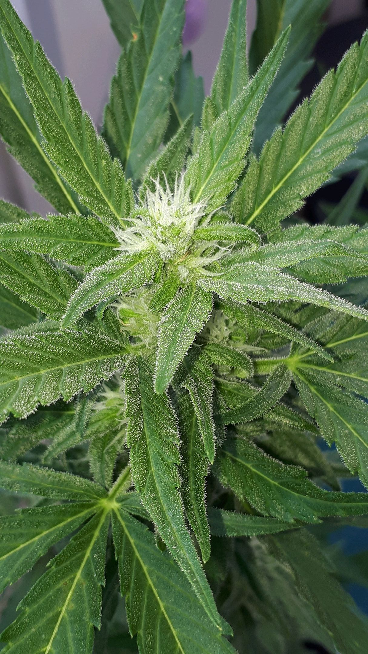 Wedding Cake Automatic growlog photo 48