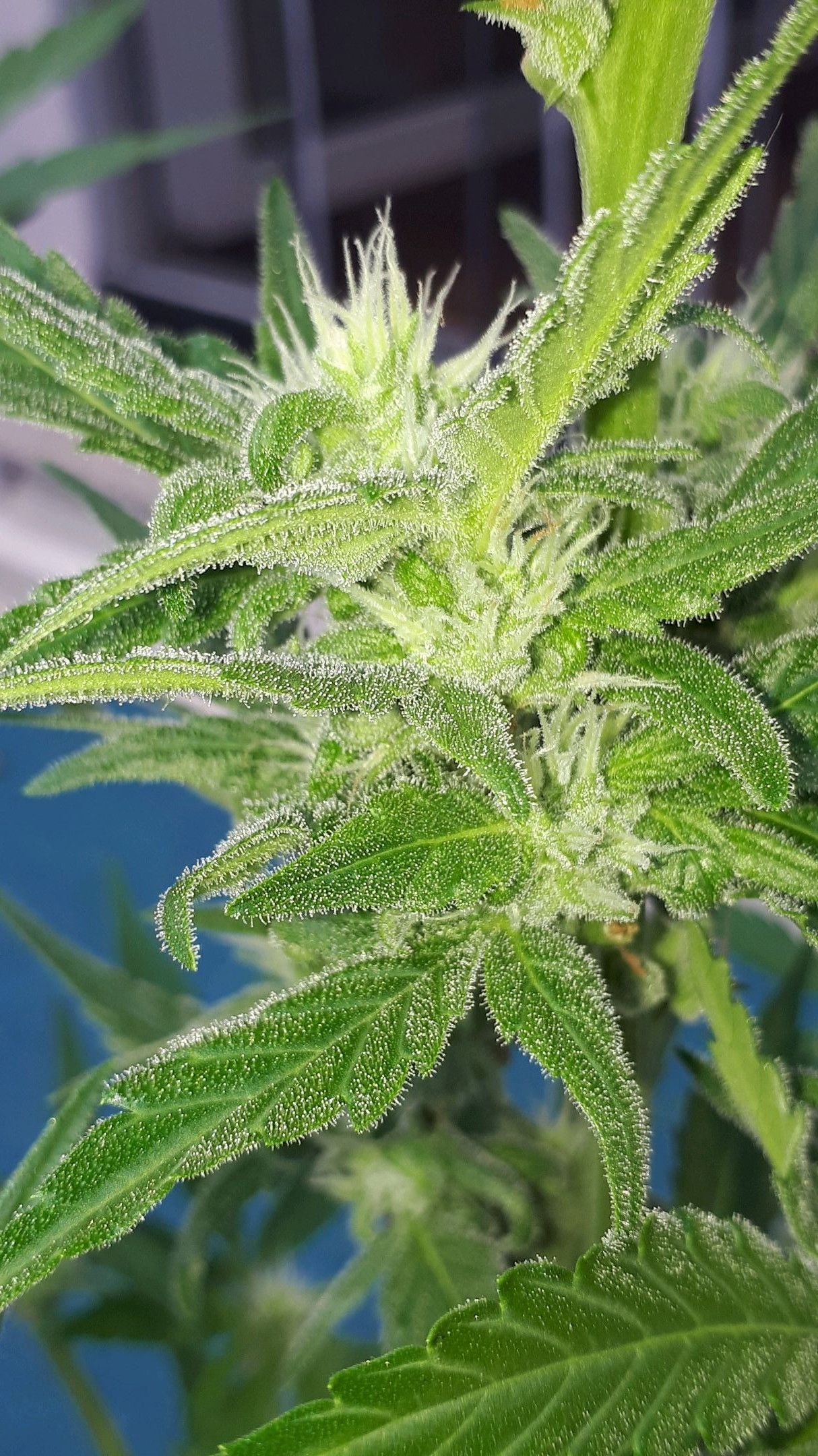 Wedding Cake Automatic growlog photo 50