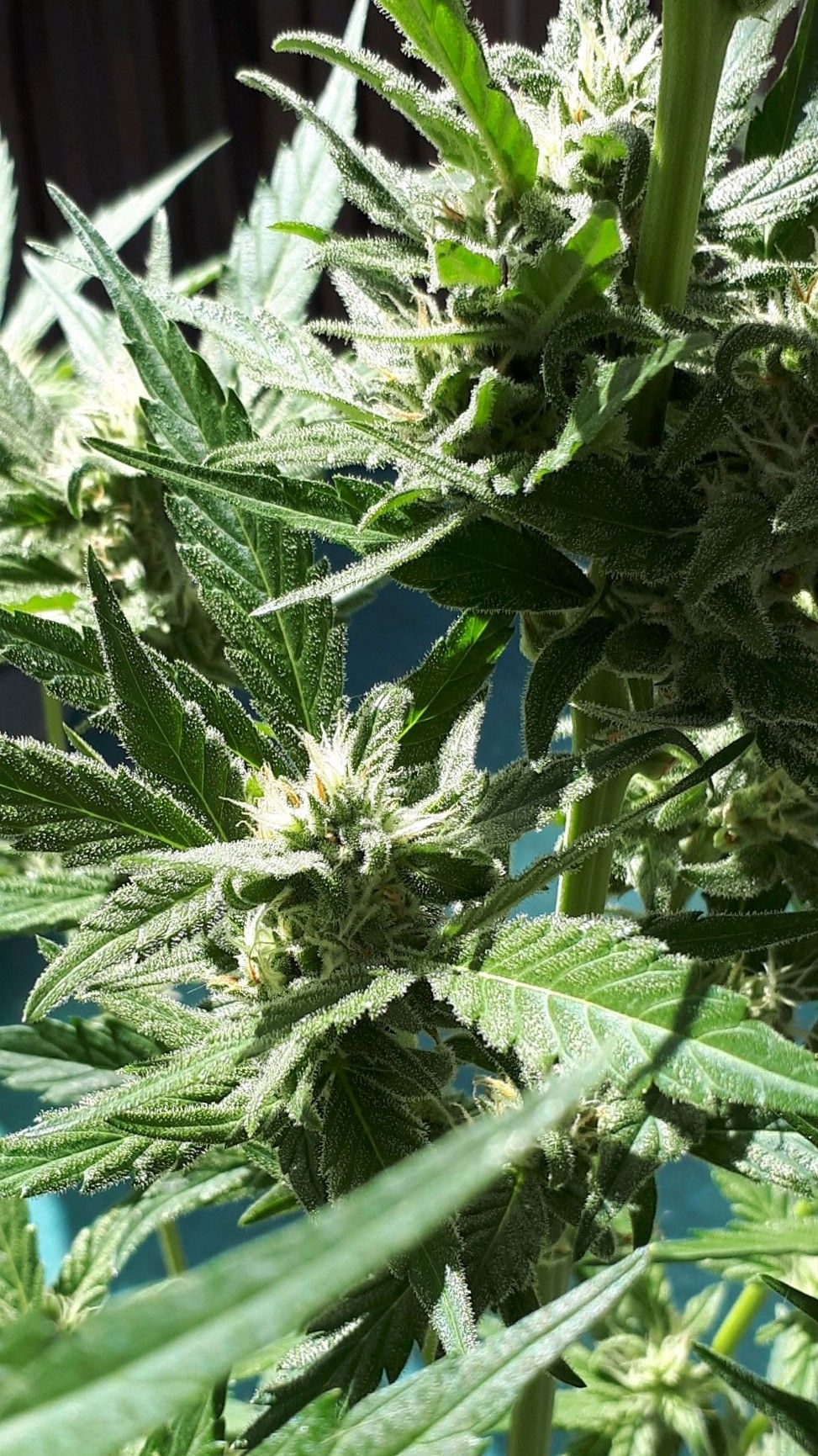 Wedding Cake Automatic growlog photo 51