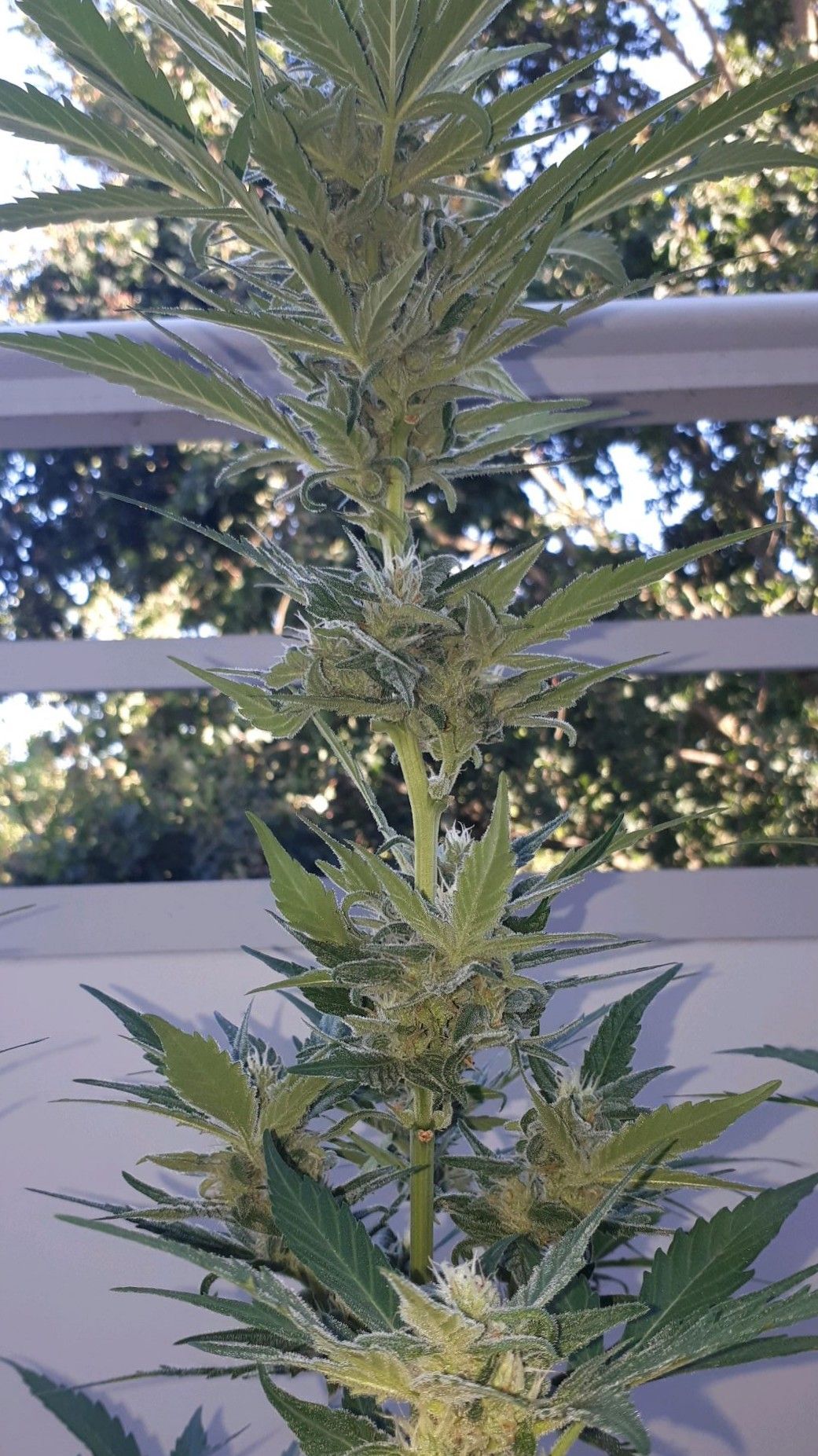 Wedding Cake Automatic growlog photo 52