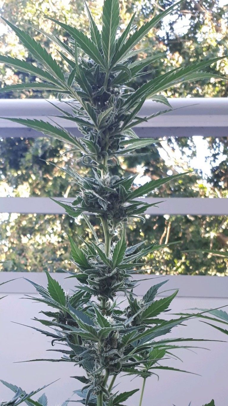 Wedding Cake Automatic growlog photo 53