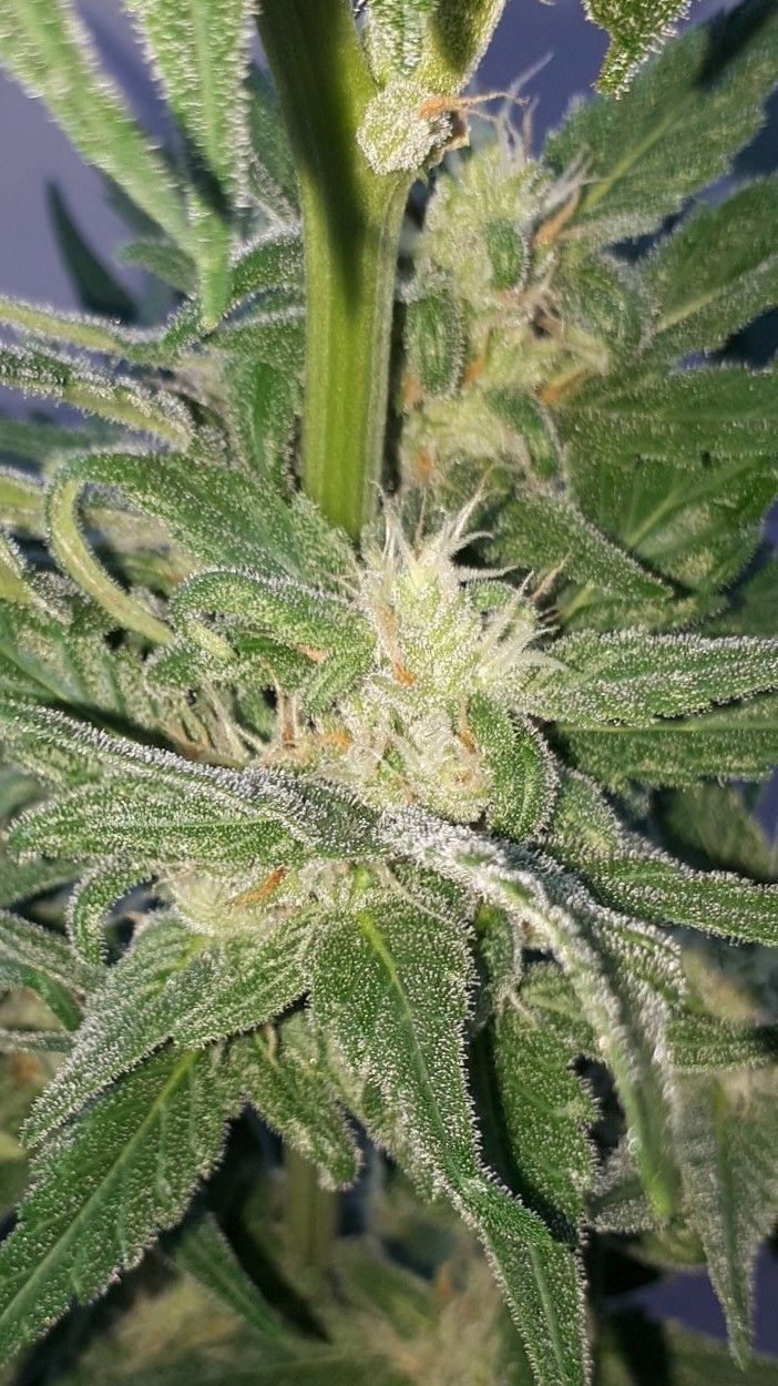 Wedding Cake Automatic growlog photo 54