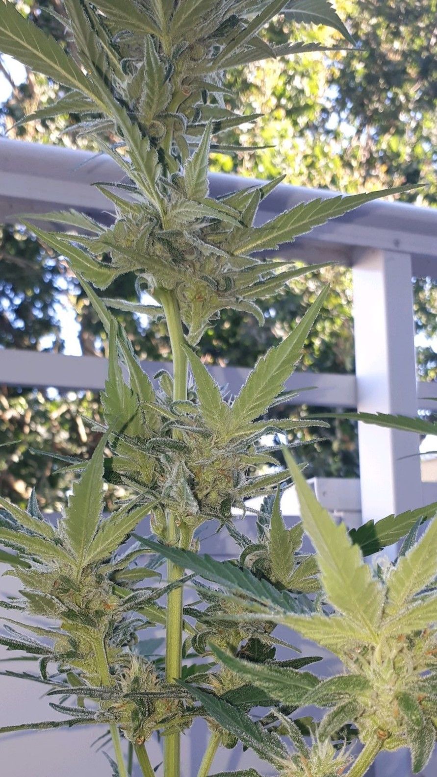 Wedding Cake Automatic growlog photo 55