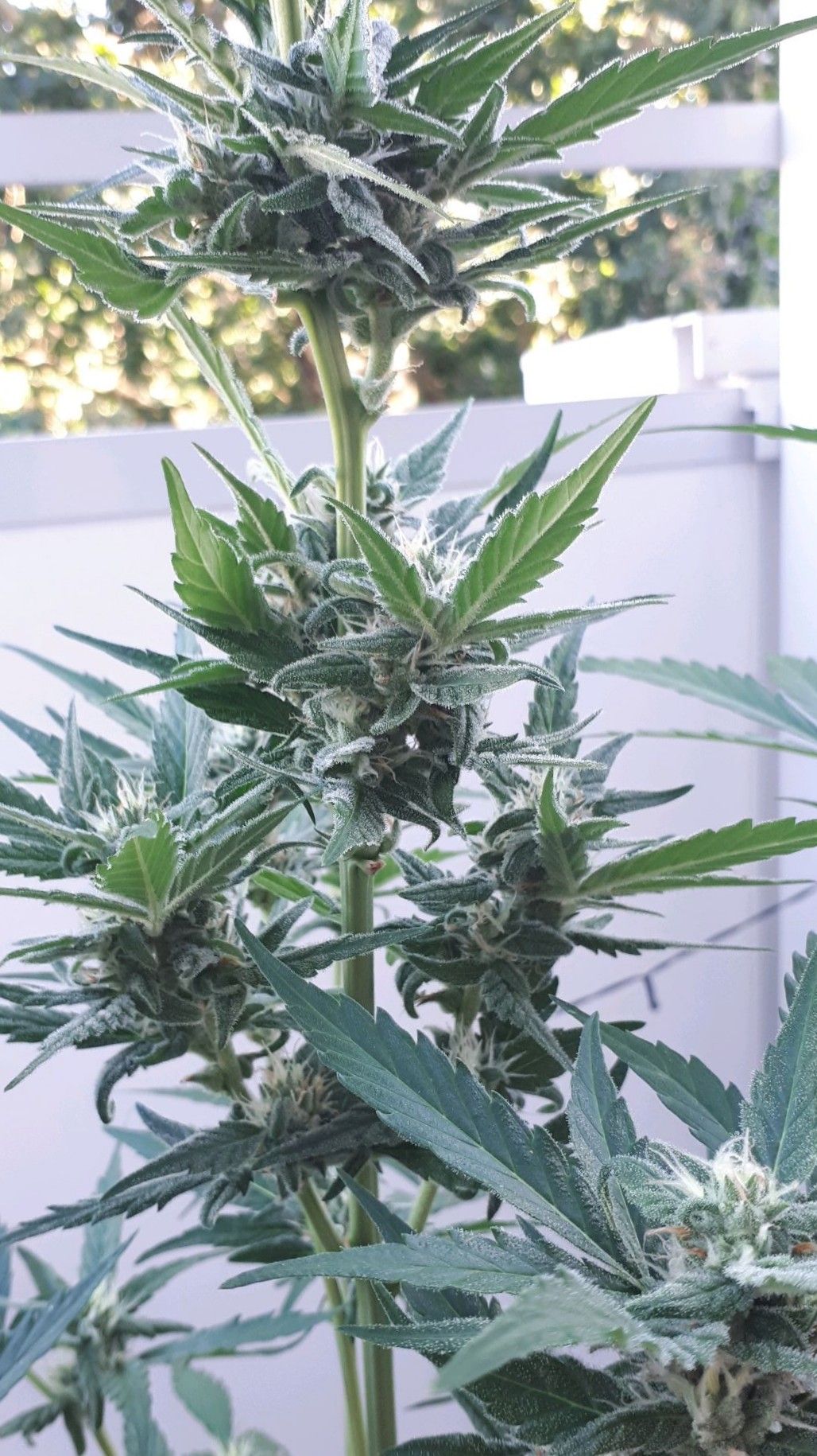 Wedding Cake Automatic growlog photo 57