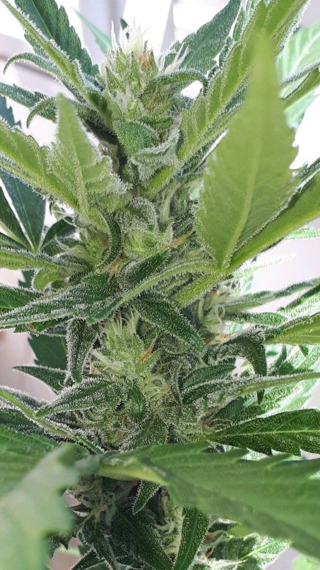 Wedding Cake Automatic growlog photo 58