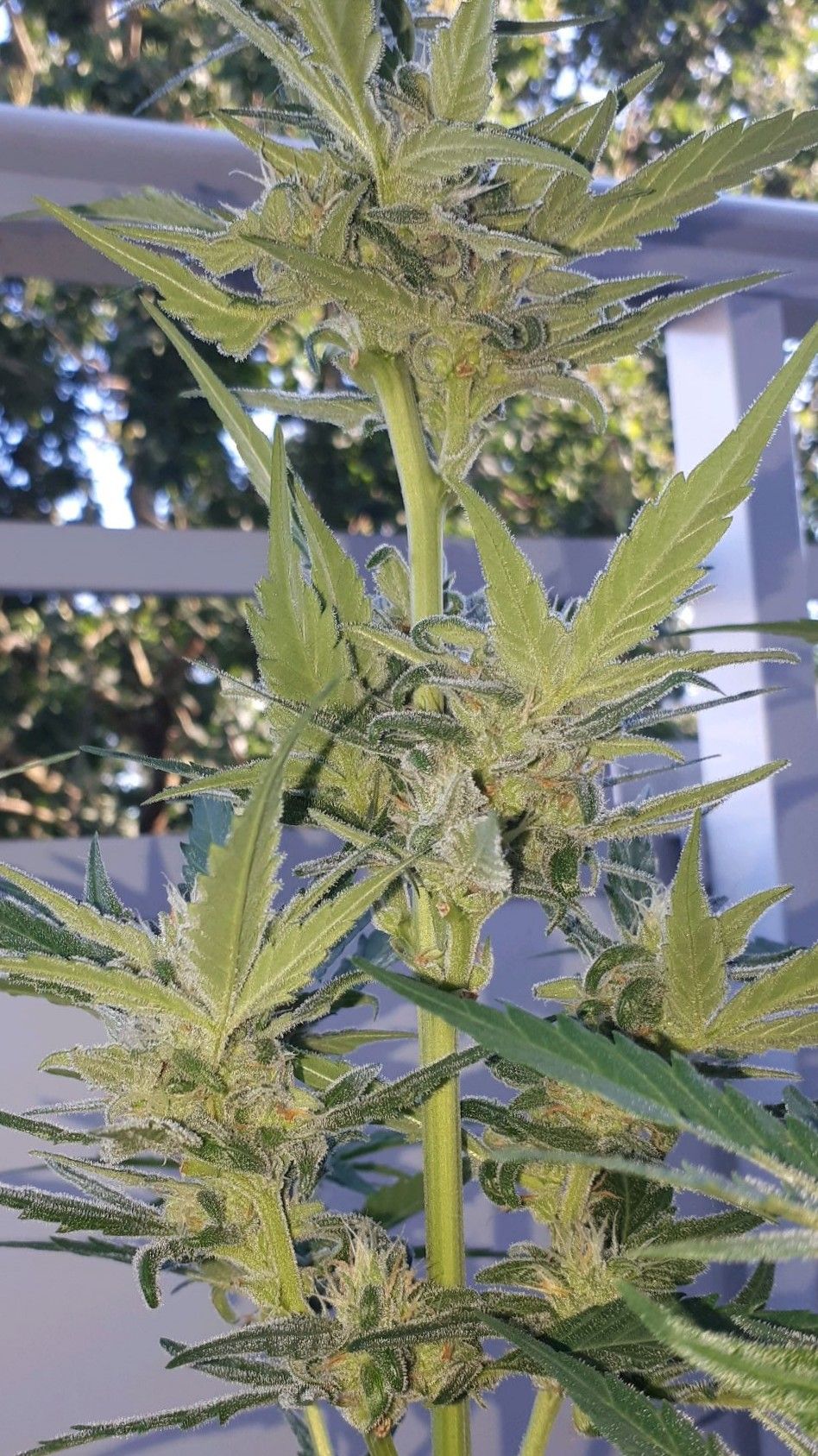 Wedding Cake Automatic growlog photo 59