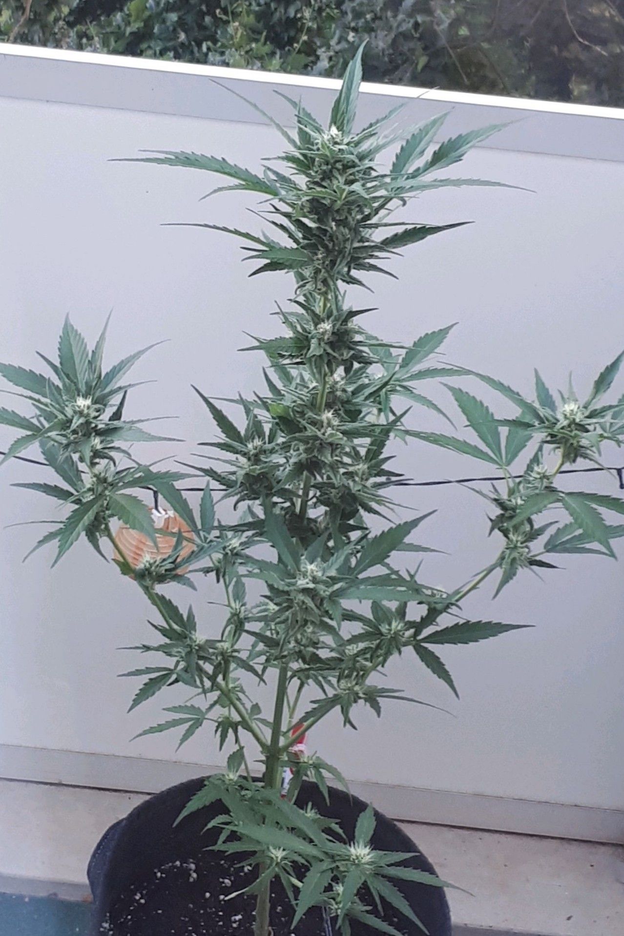 Wedding Cake Automatic growlog photo 56