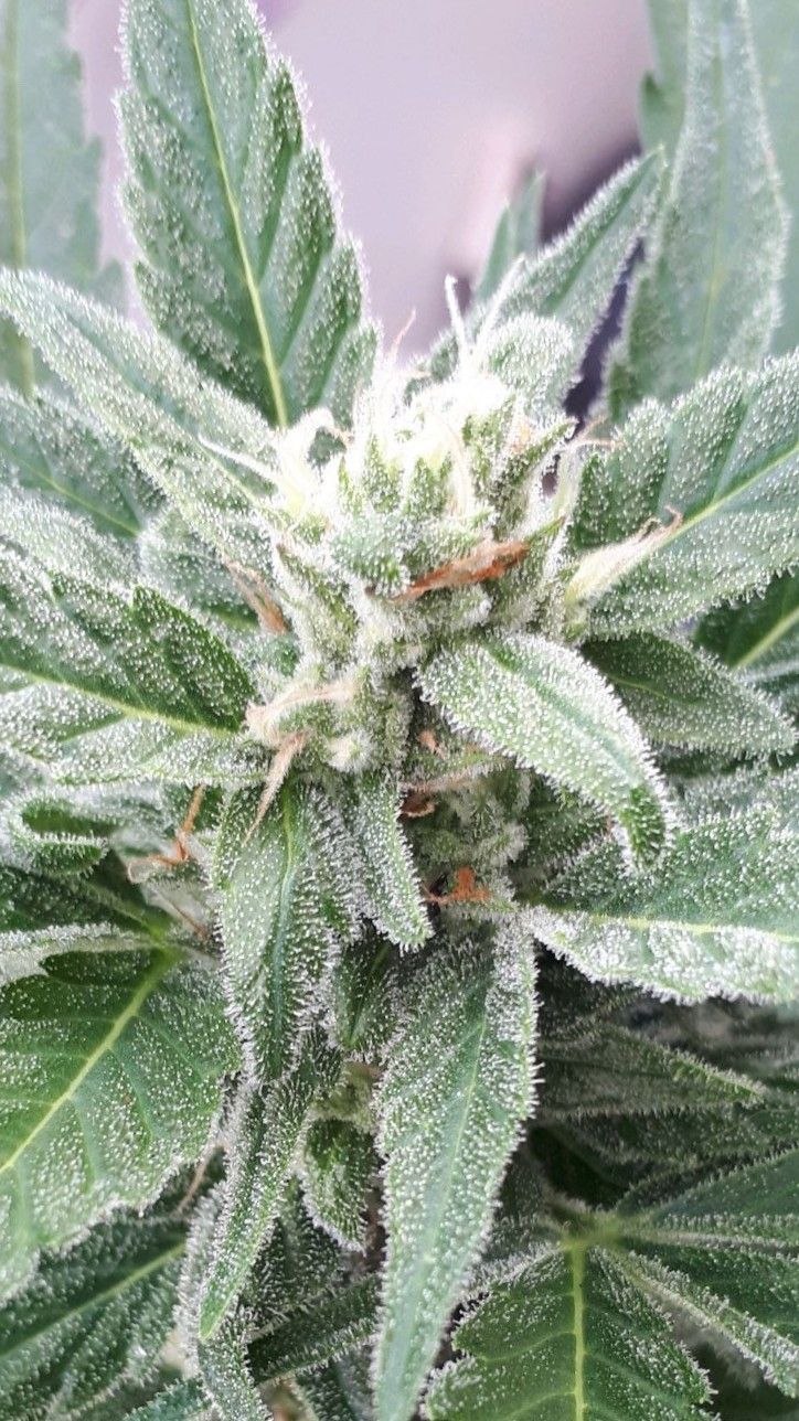 Wedding Cake Automatic growlog photo 60