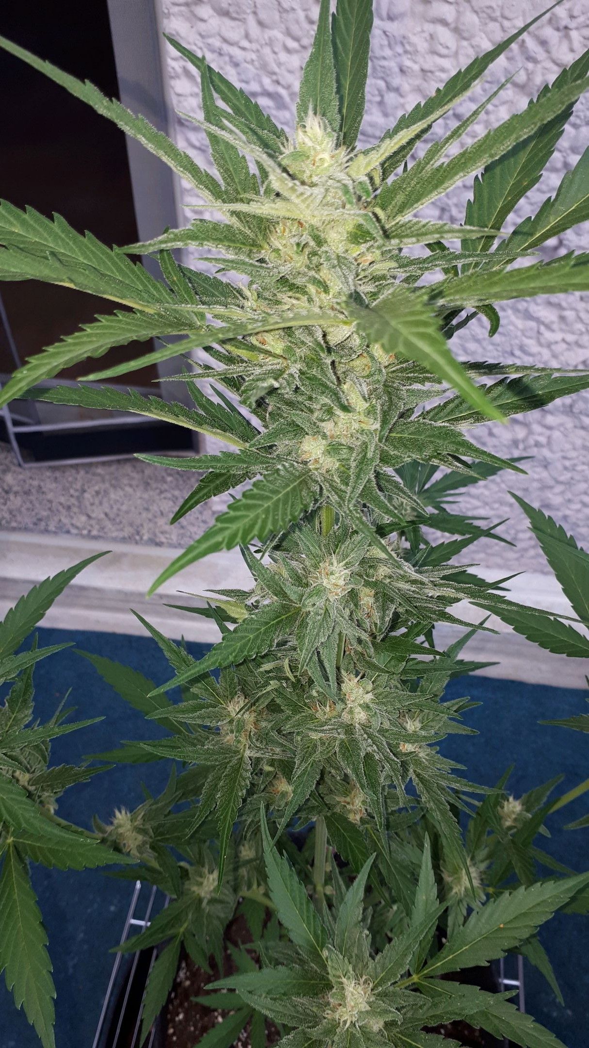 Wedding Cake Automatic growlog photo 61