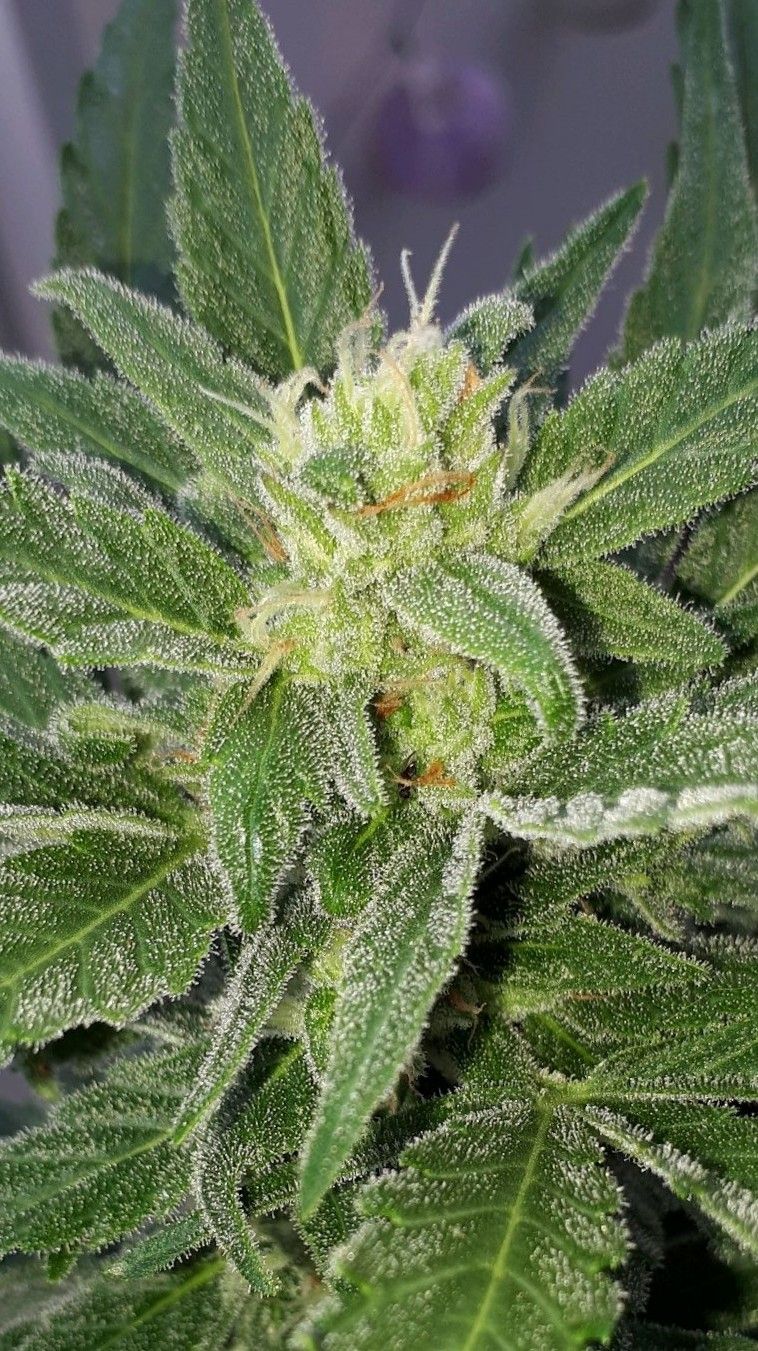 Wedding Cake Automatic growlog photo 62