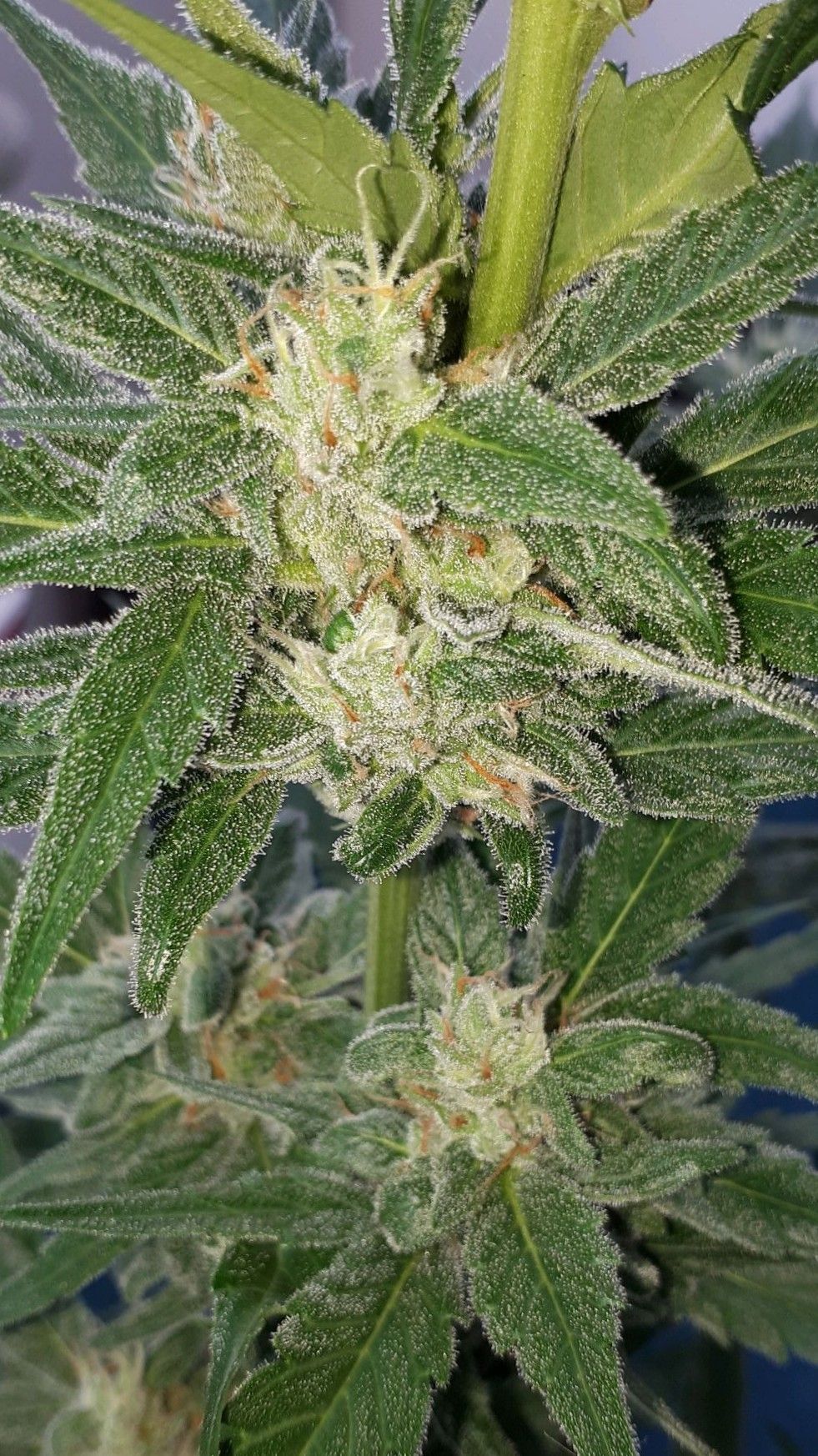 Wedding Cake Automatic growlog photo 63