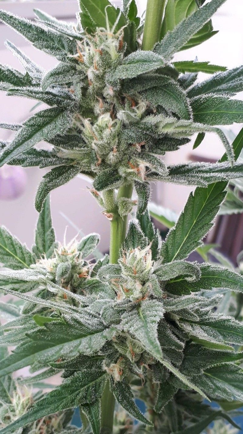 Wedding Cake Automatic growlog photo 64