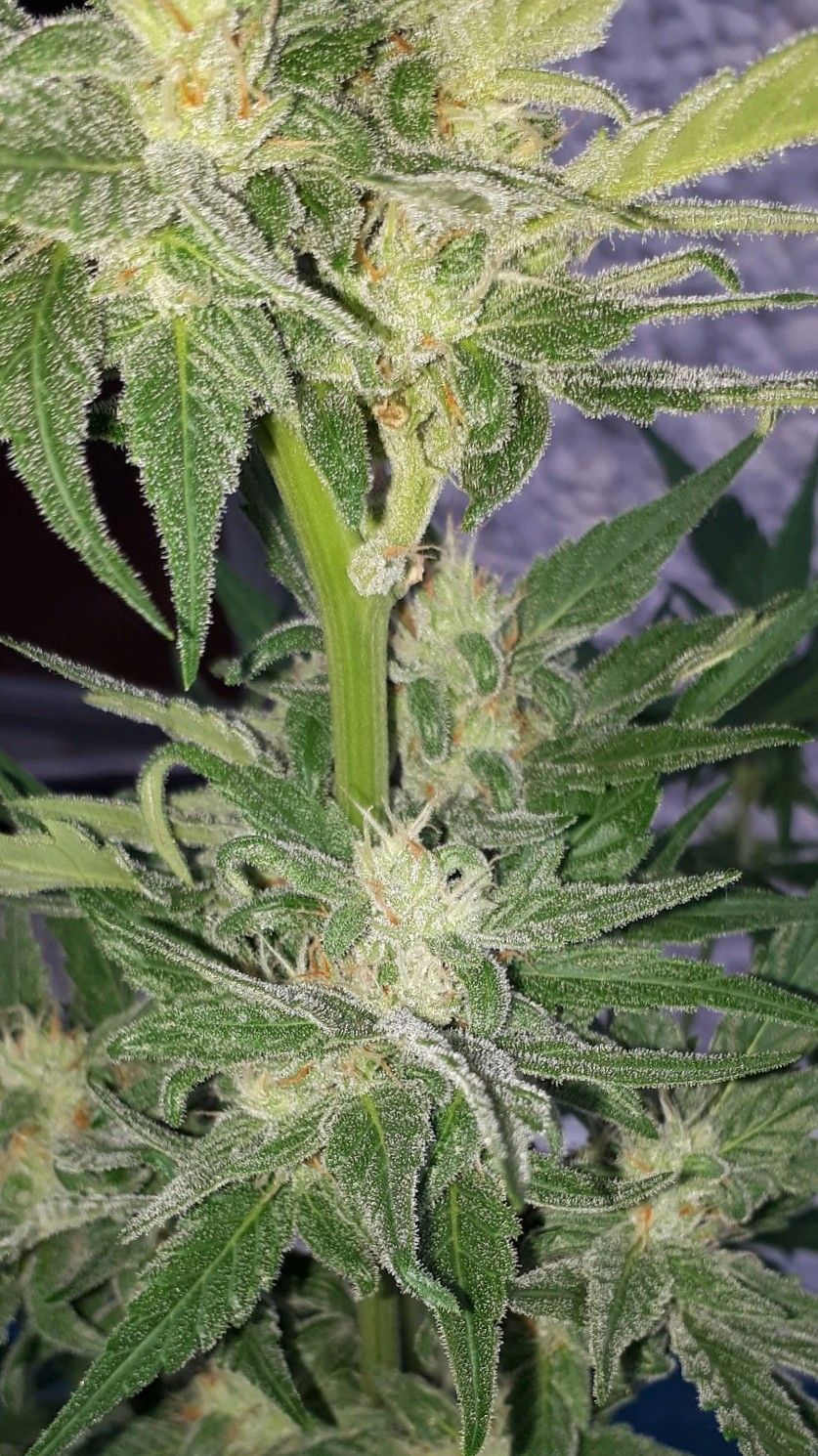 Wedding Cake Automatic growlog photo 65