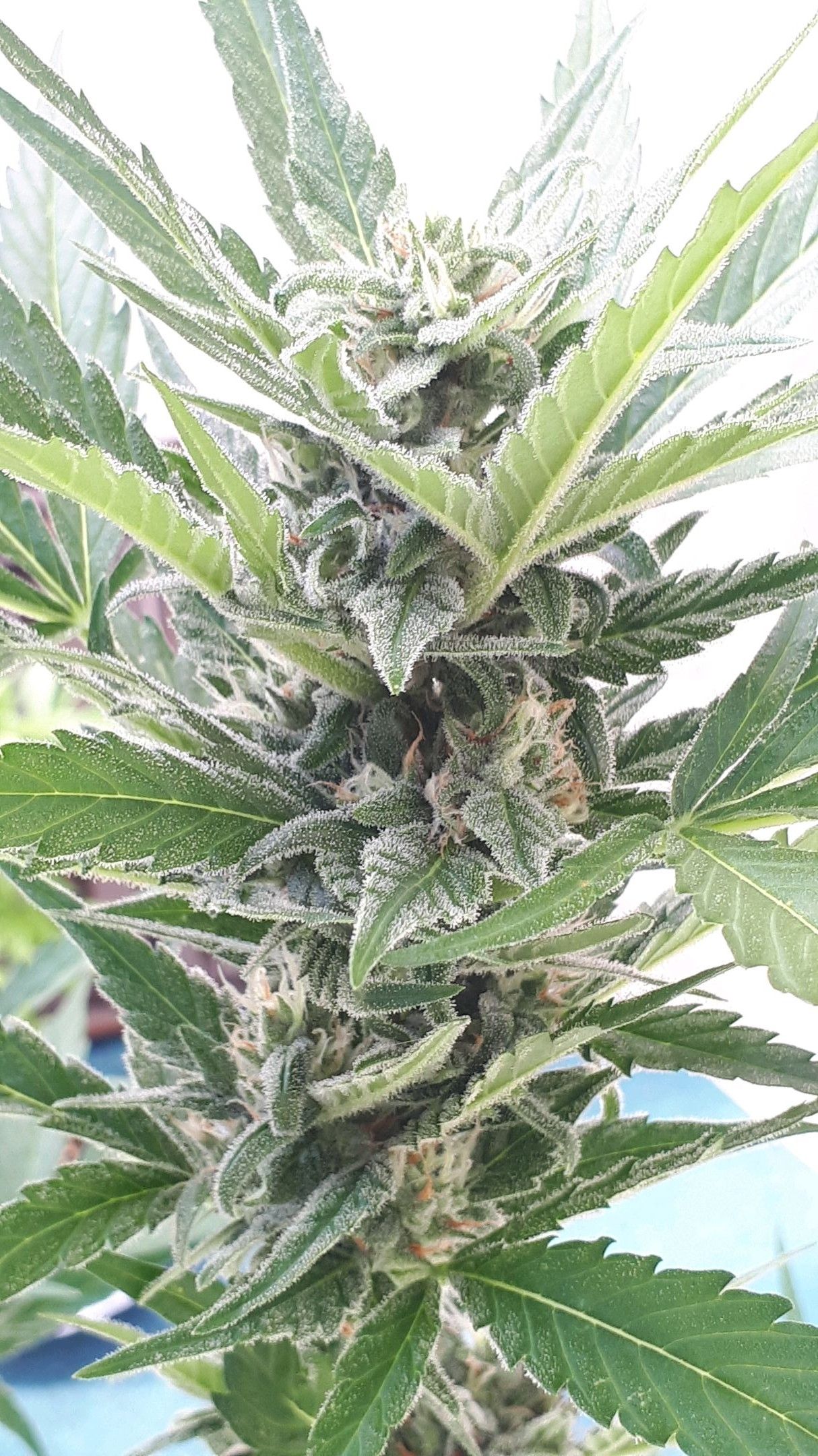 Wedding Cake Automatic growlog photo 66