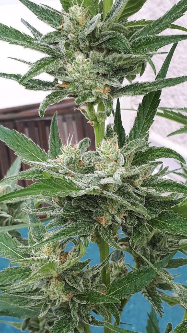 Wedding Cake Automatic growlog photo 67