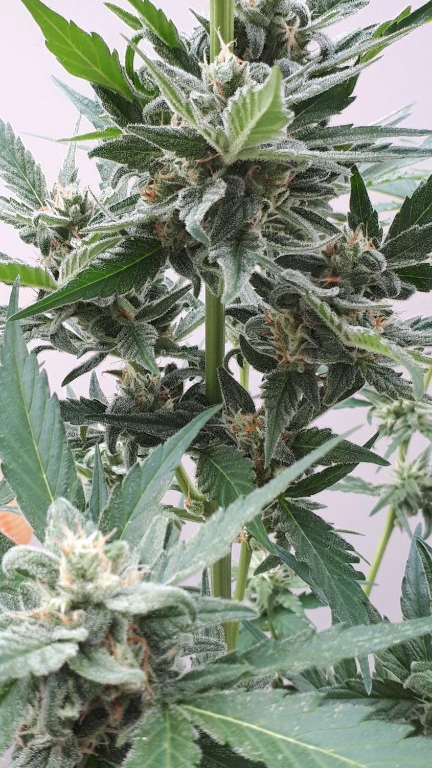 Wedding Cake Automatic growlog photo 68