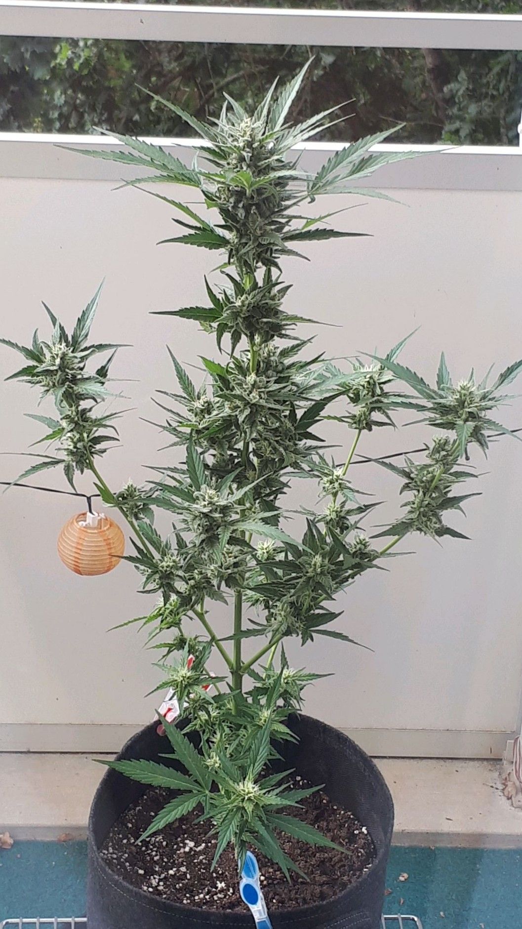 Wedding Cake Automatic growlog photo 69