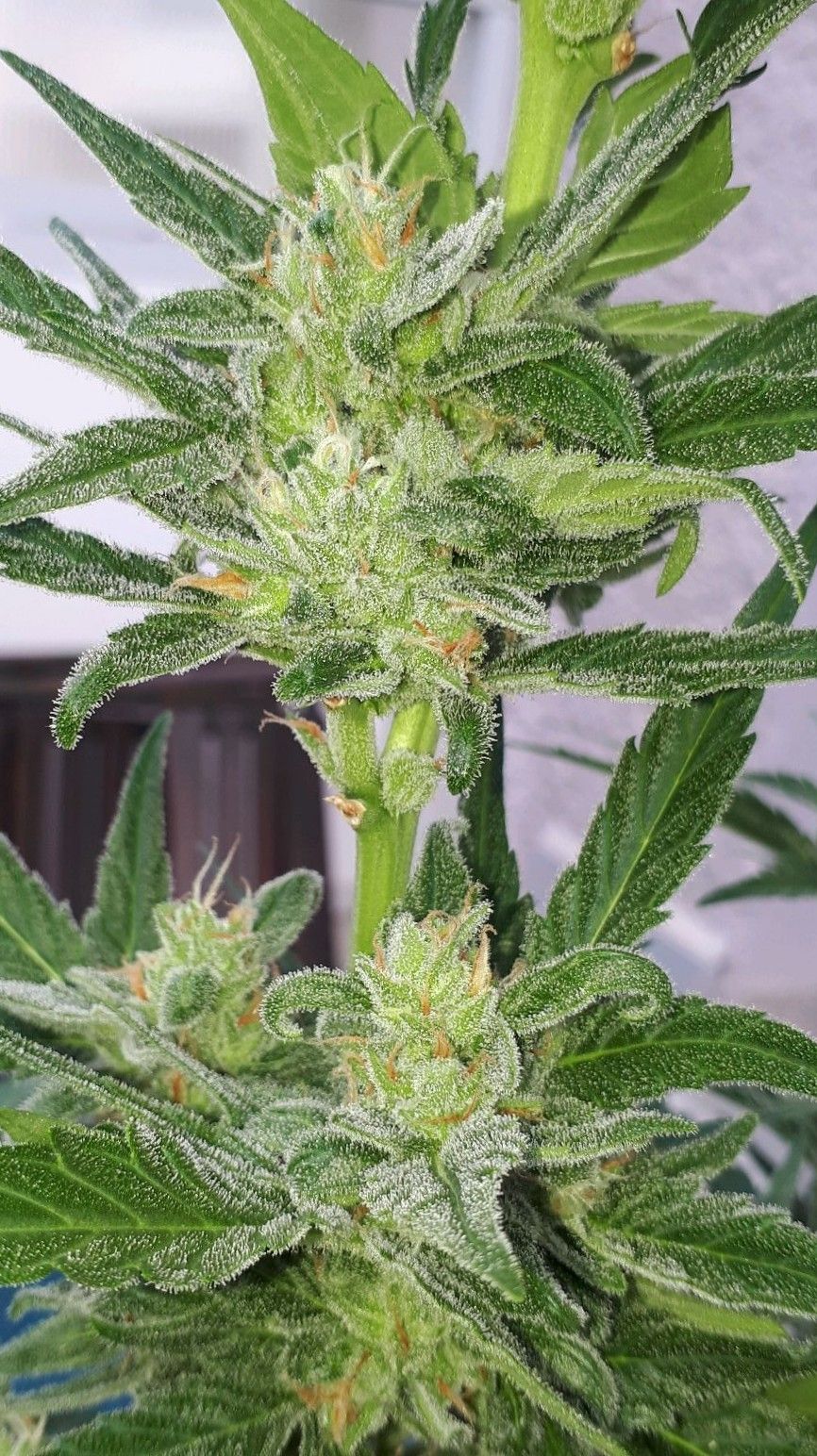 Wedding Cake Automatic growlog photo 70