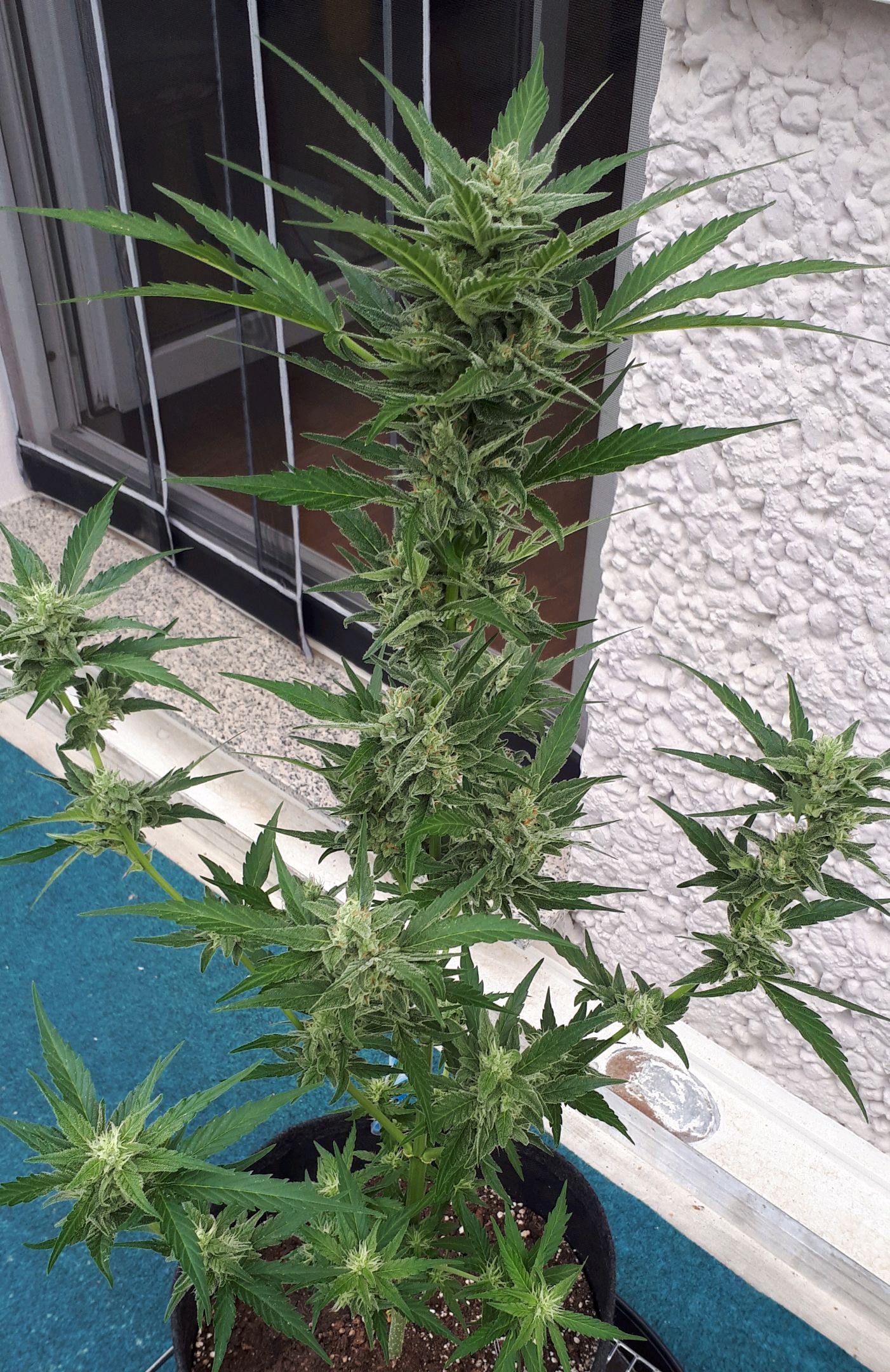 Wedding Cake Automatic growlog photo 71
