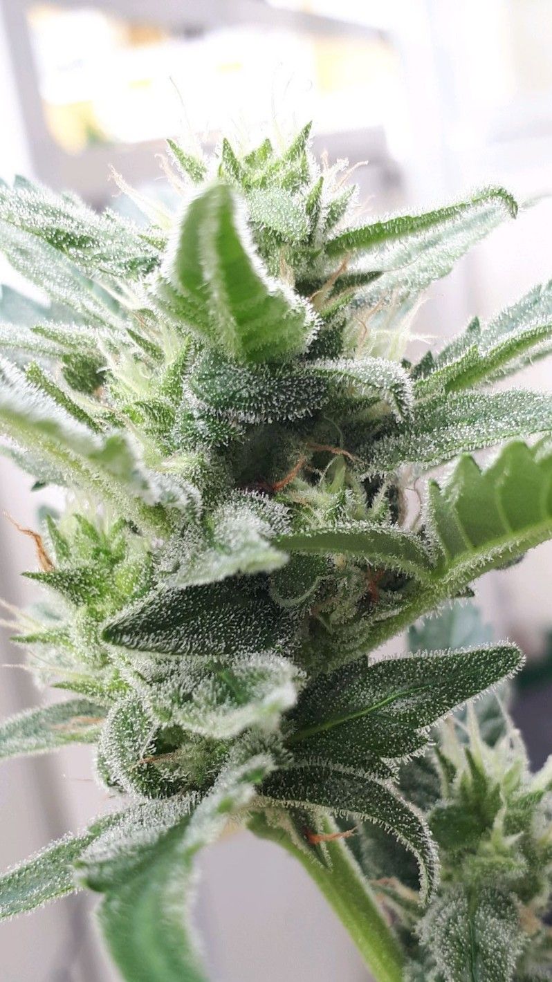 Wedding Cake Automatic growlog photo 72