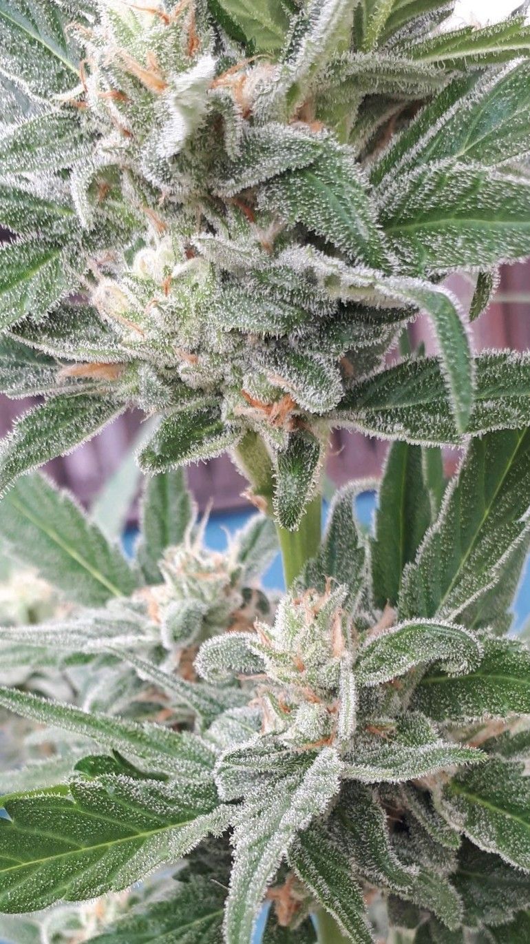 Wedding Cake Automatic growlog photo 73