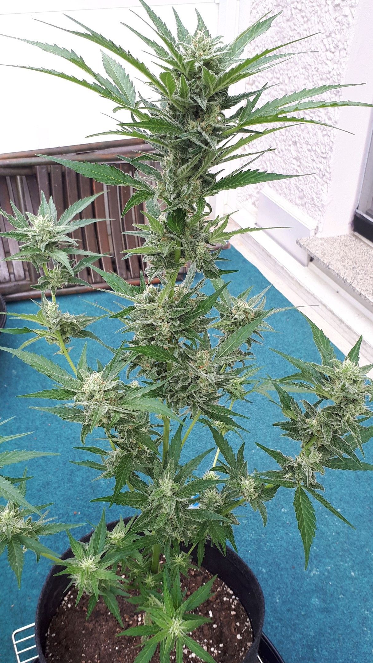 Wedding Cake Automatic growlog photo 74