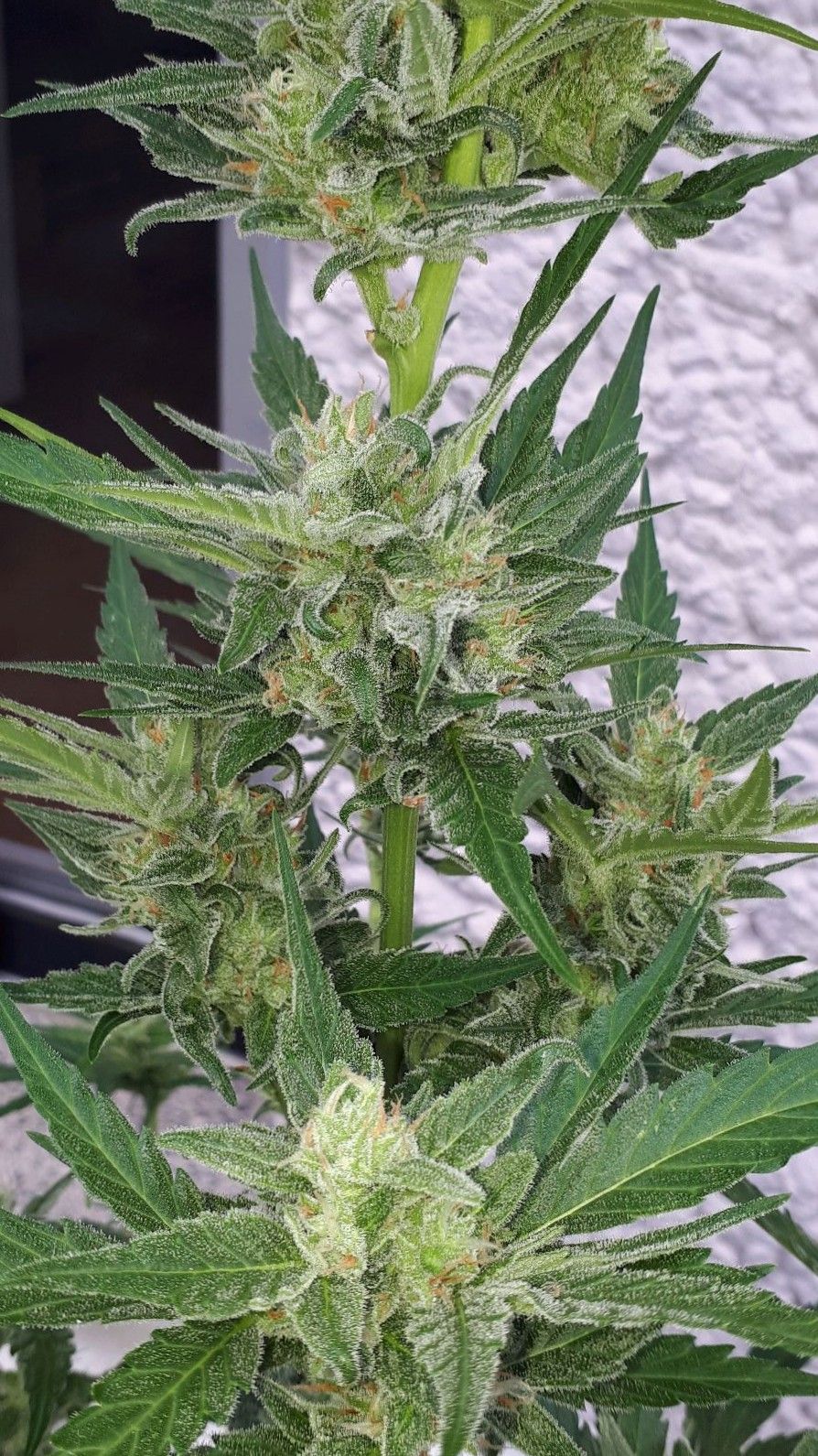Wedding Cake Automatic growlog photo 75