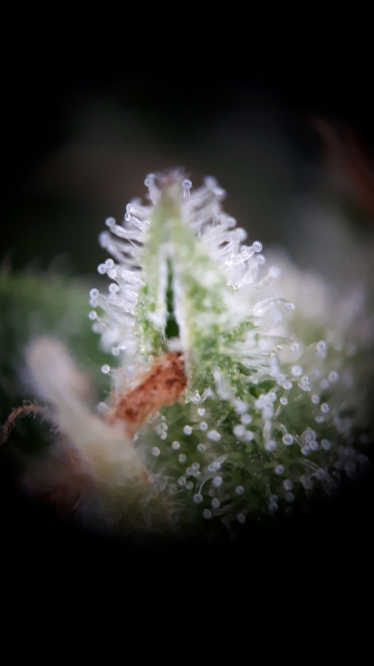 Wedding Cake Automatic growlog photo 76