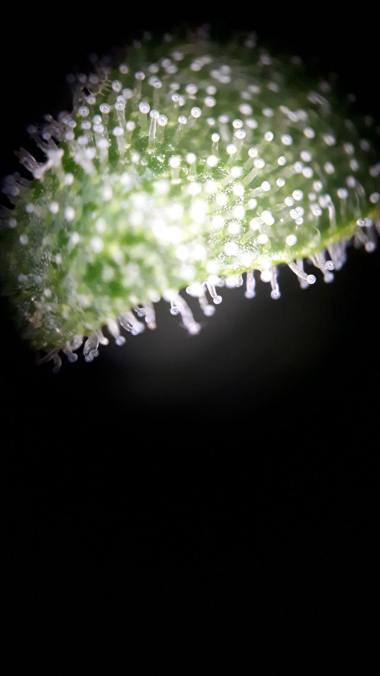 Wedding Cake Automatic growlog photo 77