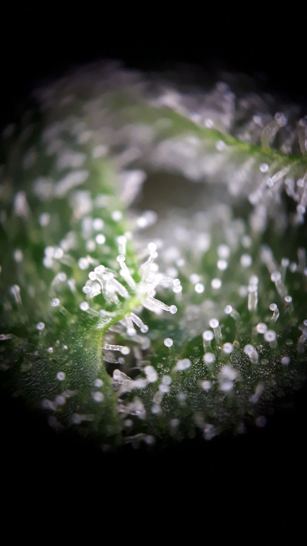 Wedding Cake Automatic growlog photo 78