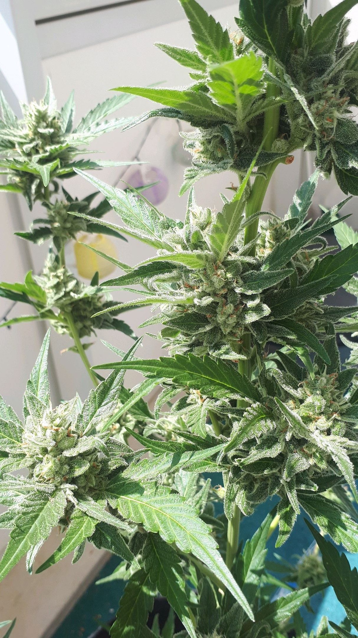 Wedding Cake Automatic growlog photo 79