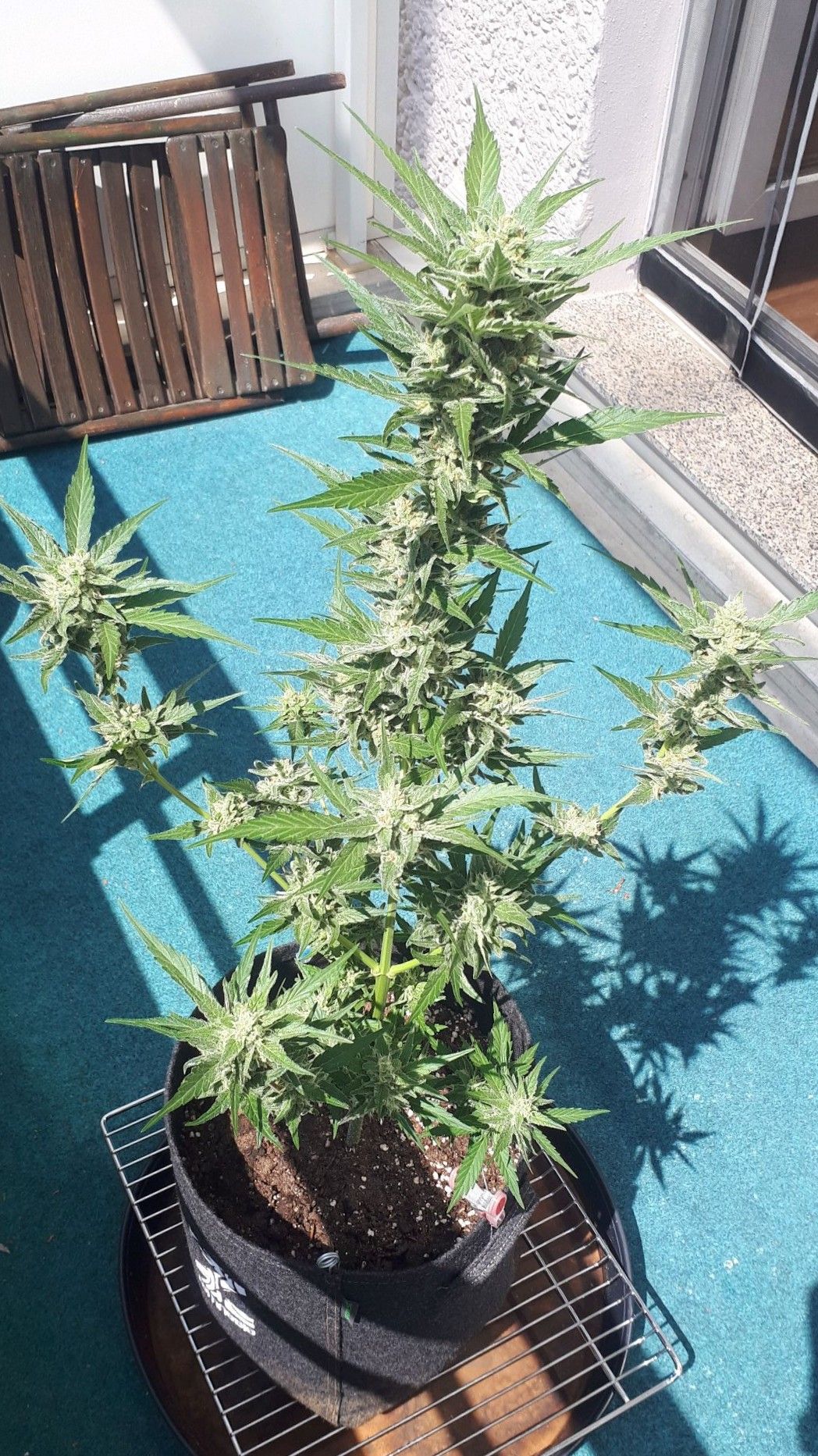 Wedding Cake Automatic growlog photo 80