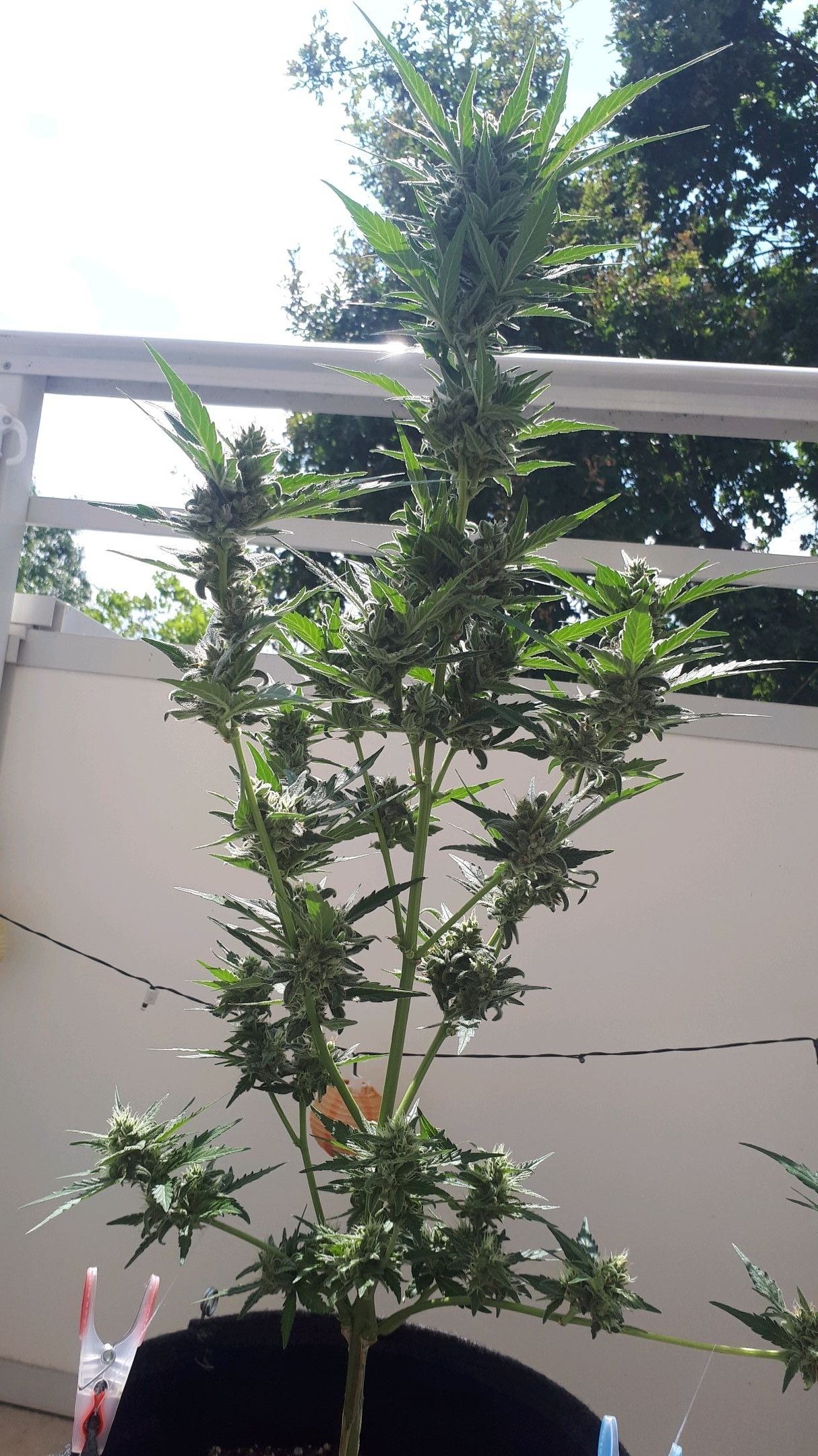 Wedding Cake Automatic growlog photo 81