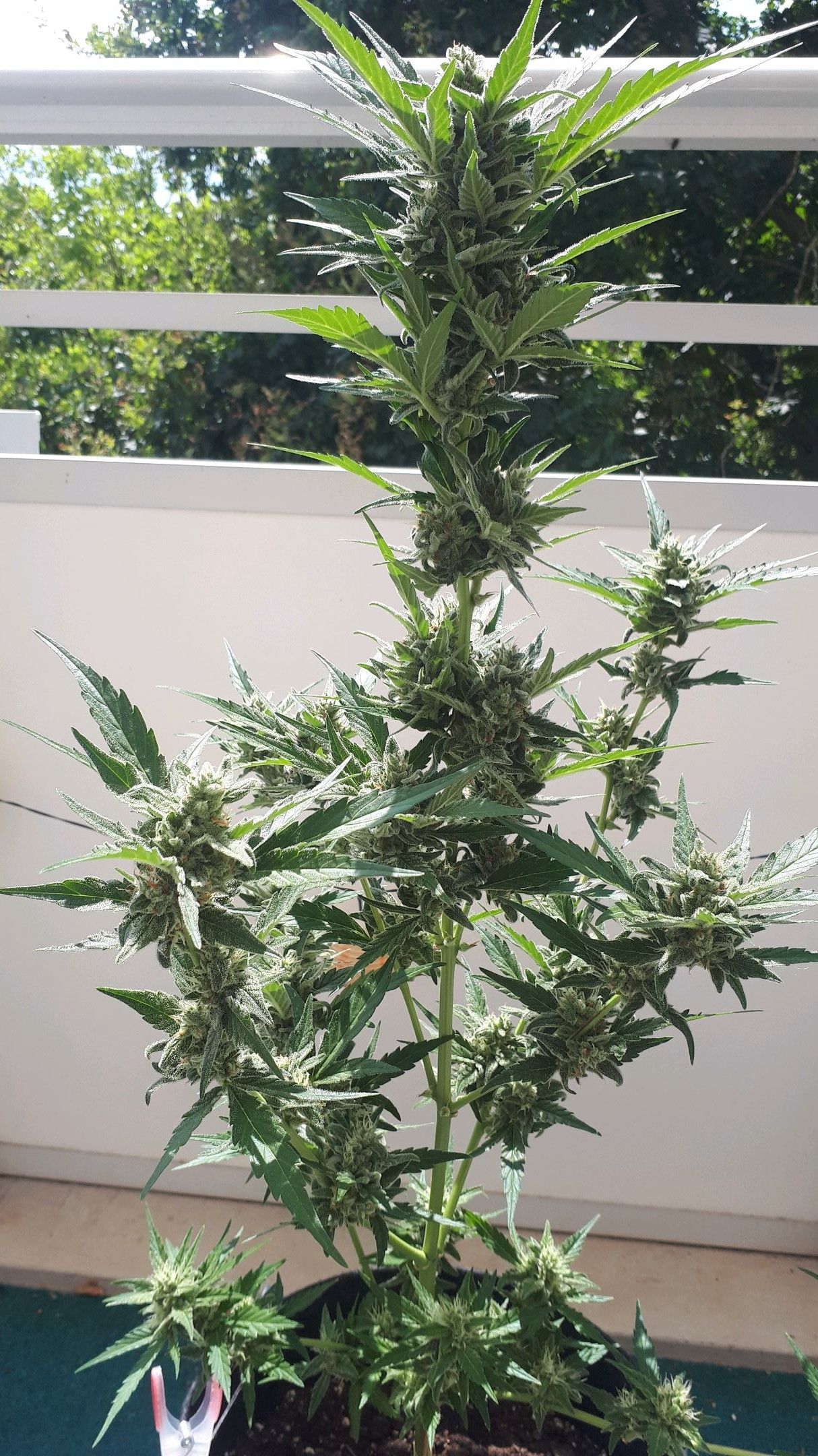 Wedding Cake Automatic growlog photo 82