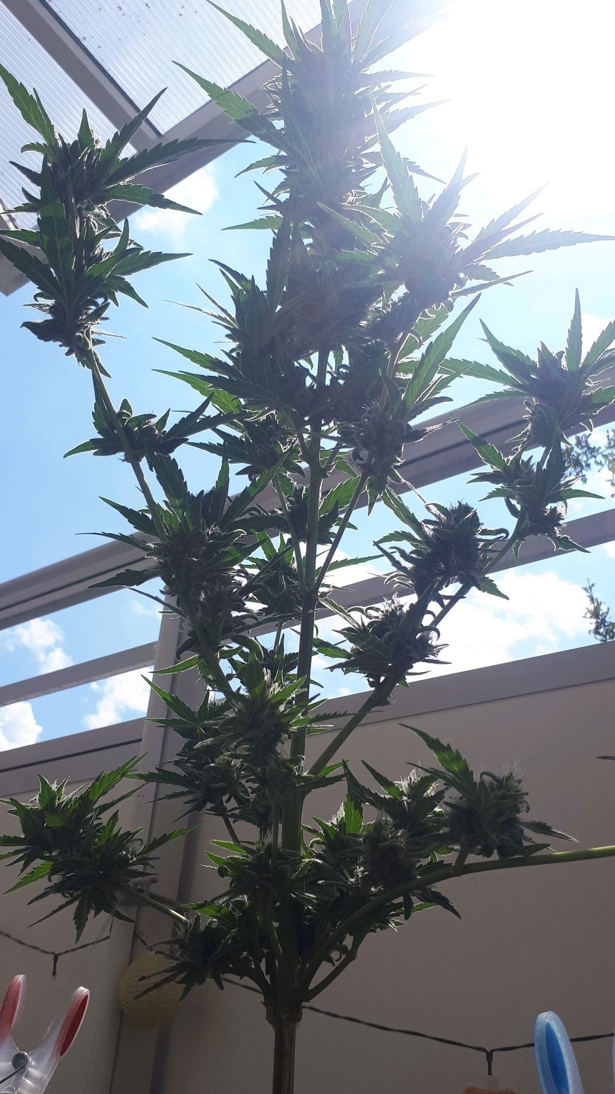 Wedding Cake Automatic growlog photo 83