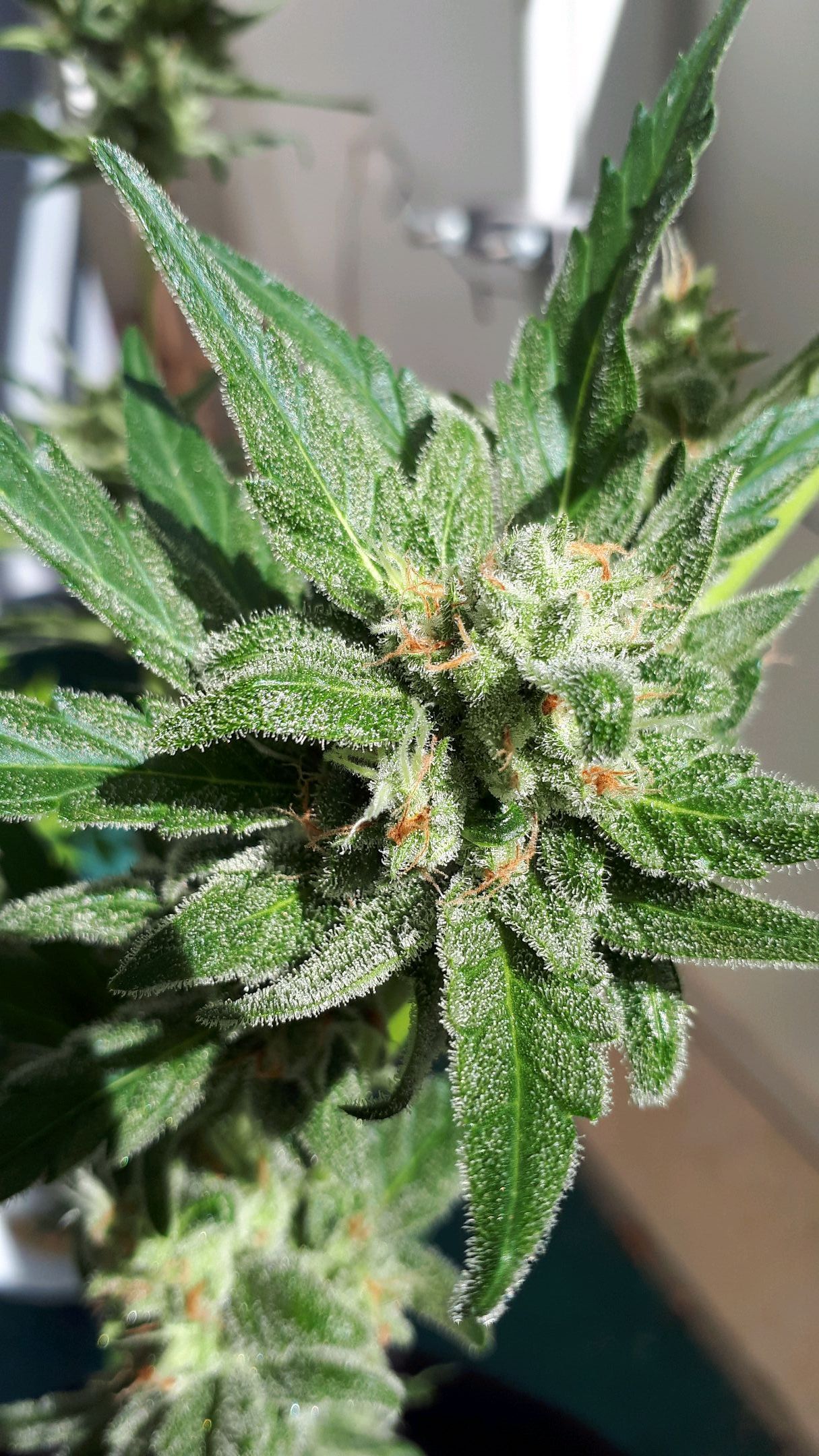 Wedding Cake Automatic growlog header