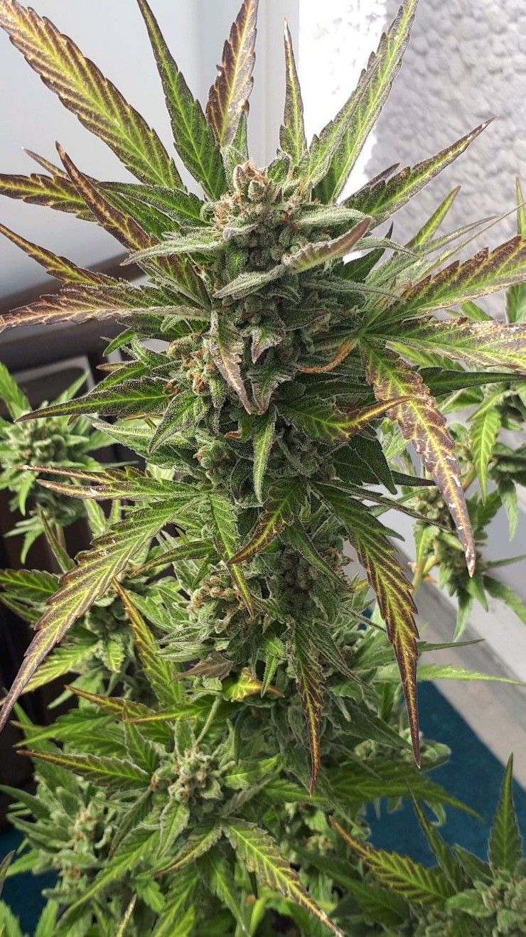 Wedding Cake Automatic growlog photo 86